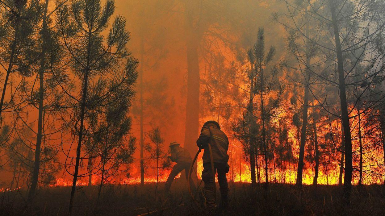 1247x700 Forest fire flames tree disaster apocalyptic (39) wallpaper