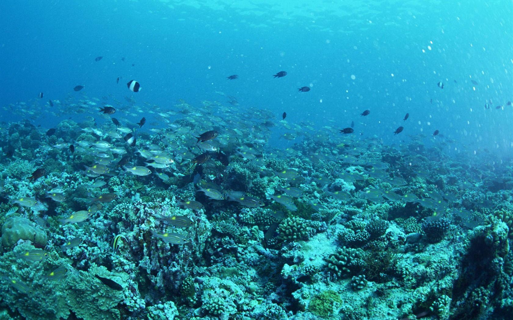 1680x1050 Deep Blue Underwater World Wallpaper Wallpaper
