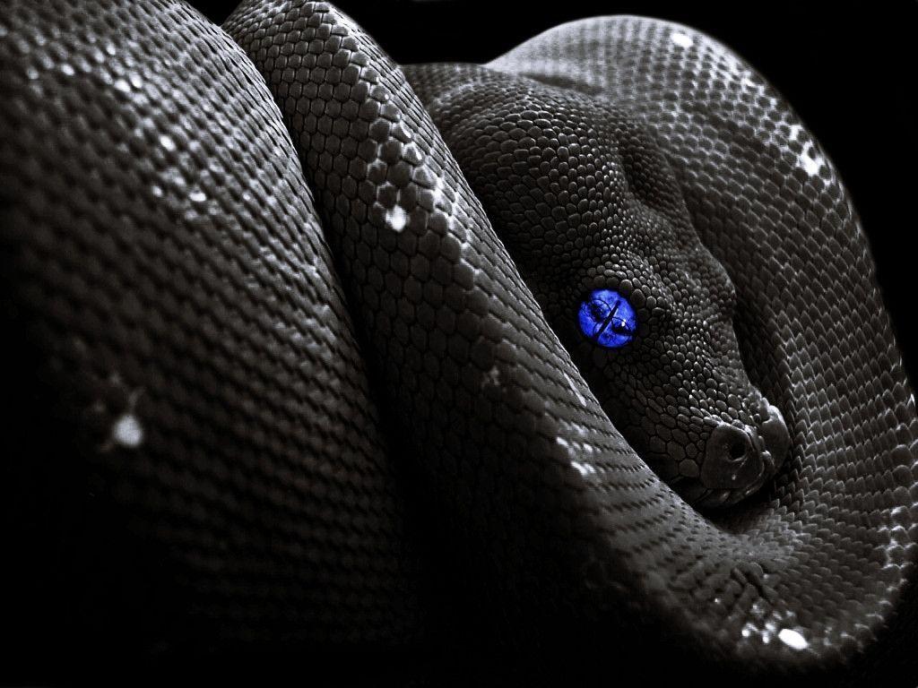 Black Snake Pictures | Download Free Images on Unsplash