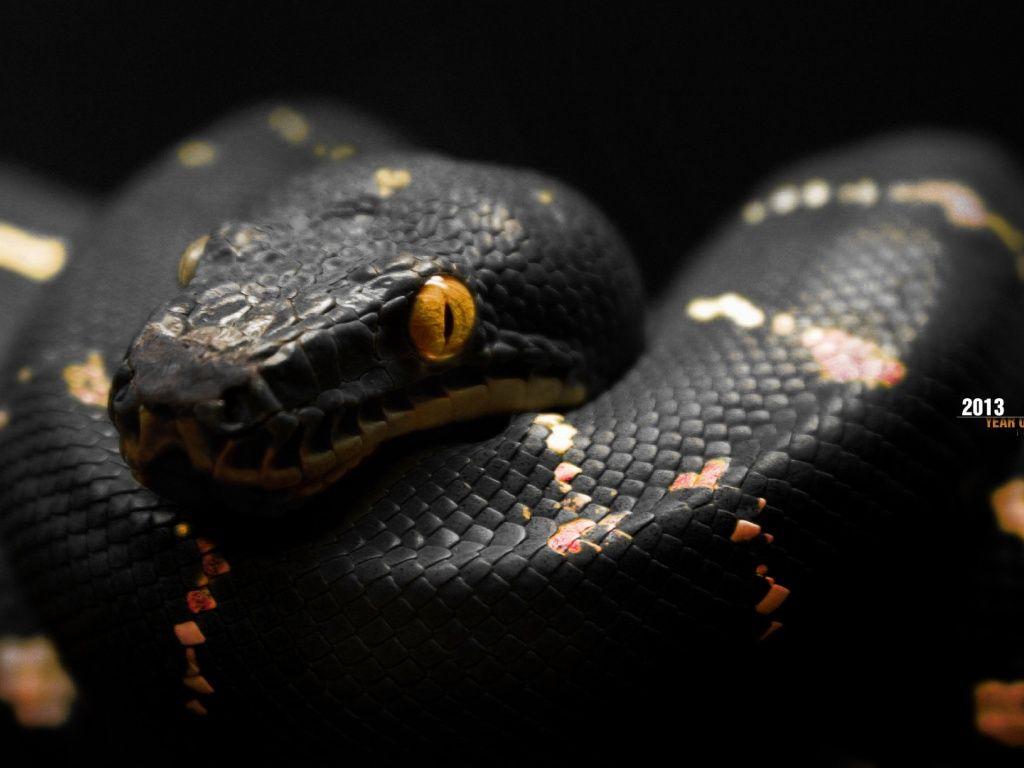 1024x768 Year of The Black Snake Wallpaper. Hayvanlar, Egzotik