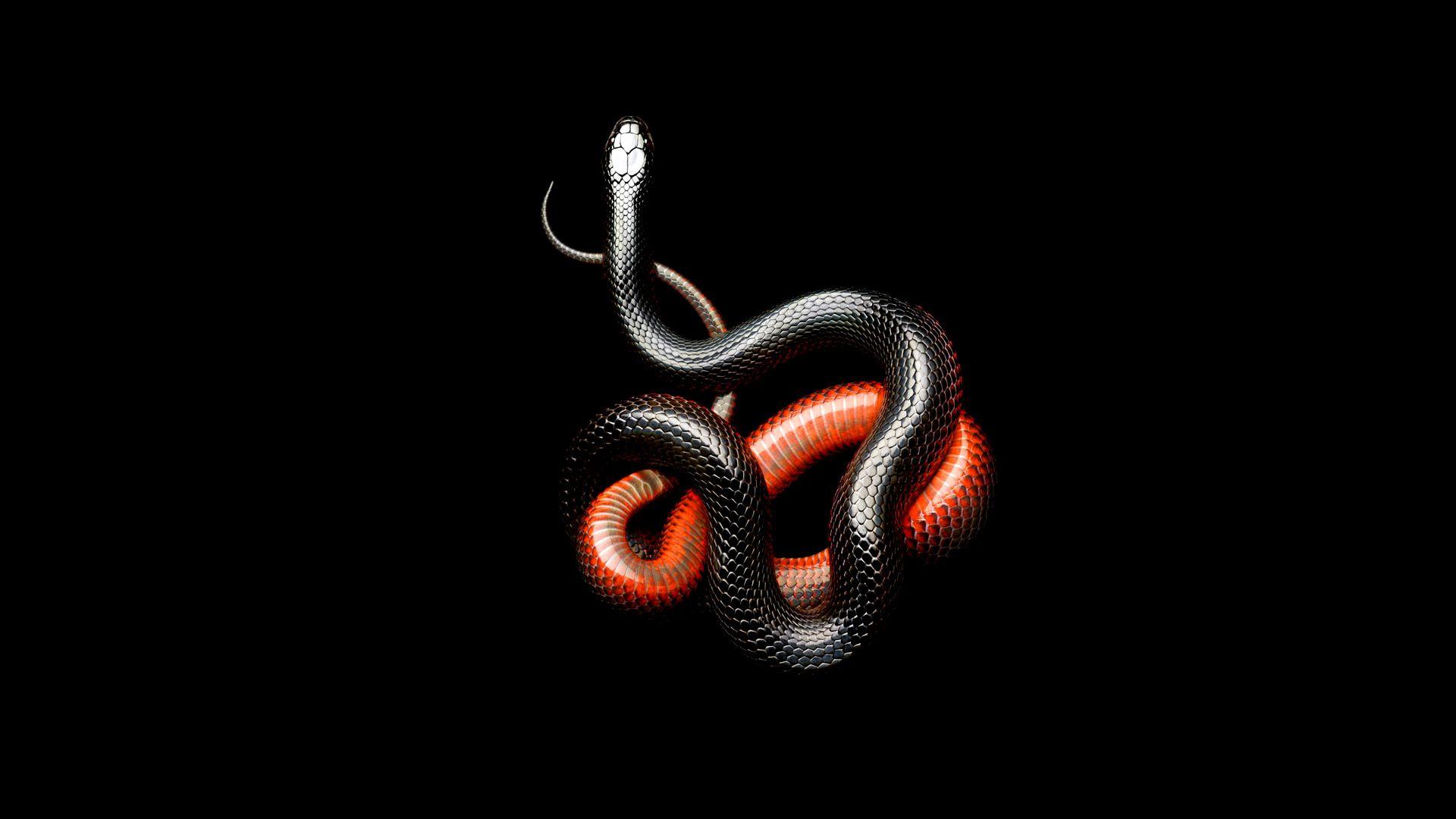 Black Snake wallpaper by XavierTripleX  Download on ZEDGE  f784