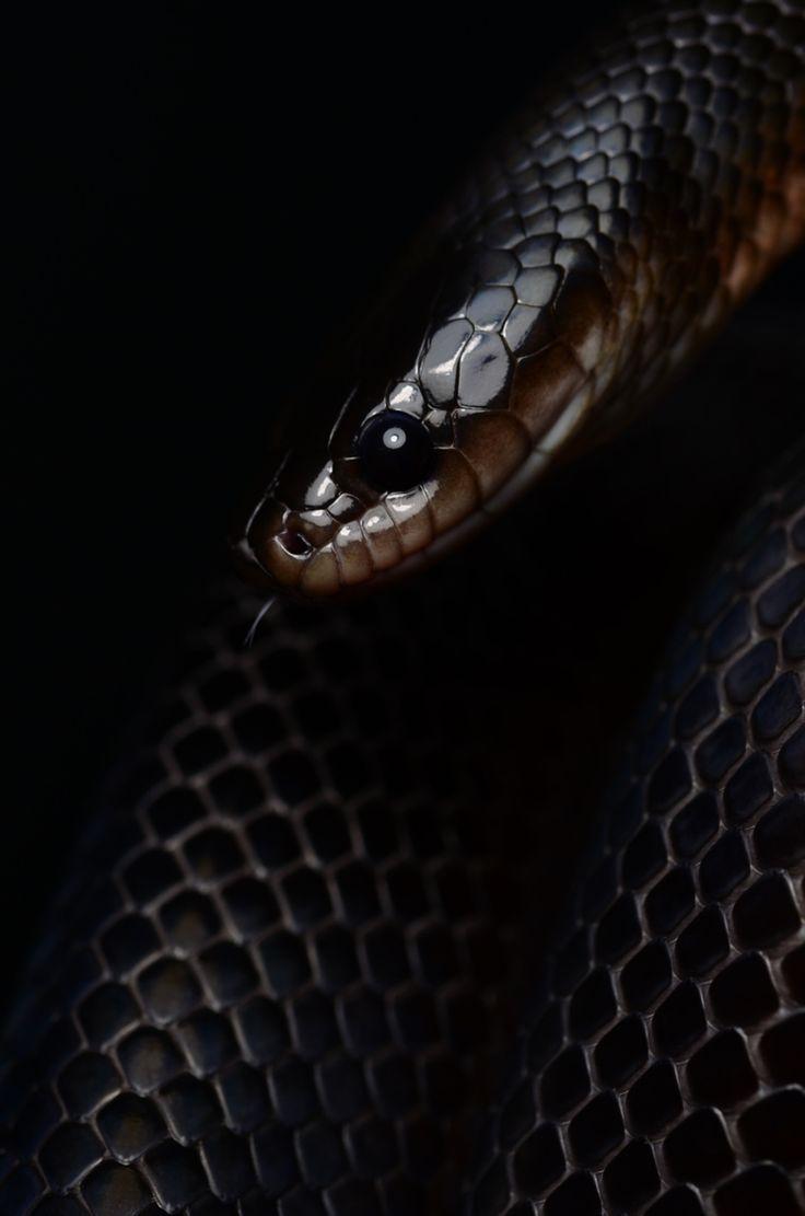 736x1111 Black Mamba Clipart Wallpaper, Mamba Snake Wallpaper HD
