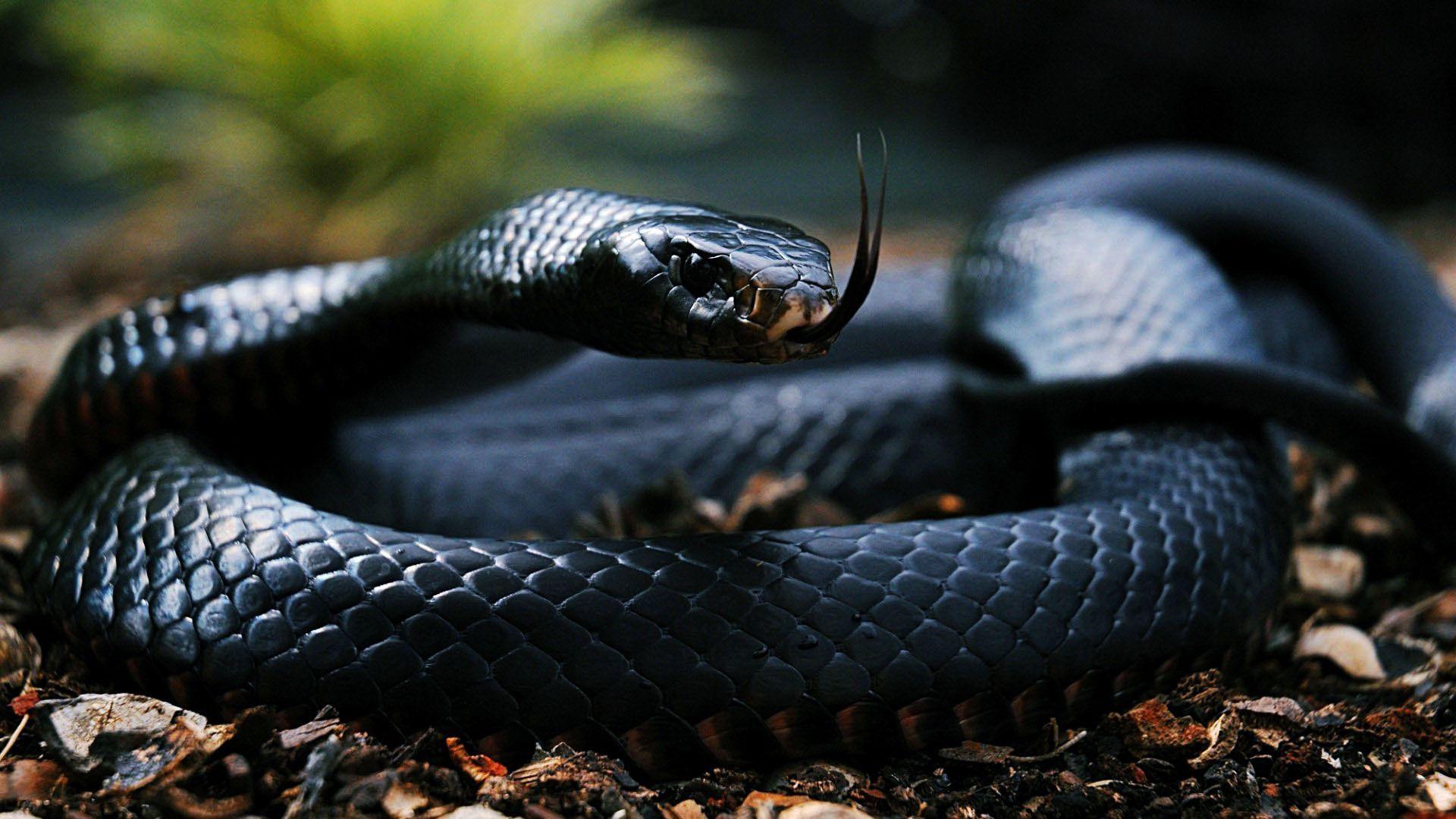 1920x1080 Black Snake Wallpaper 29858 1920x1080px