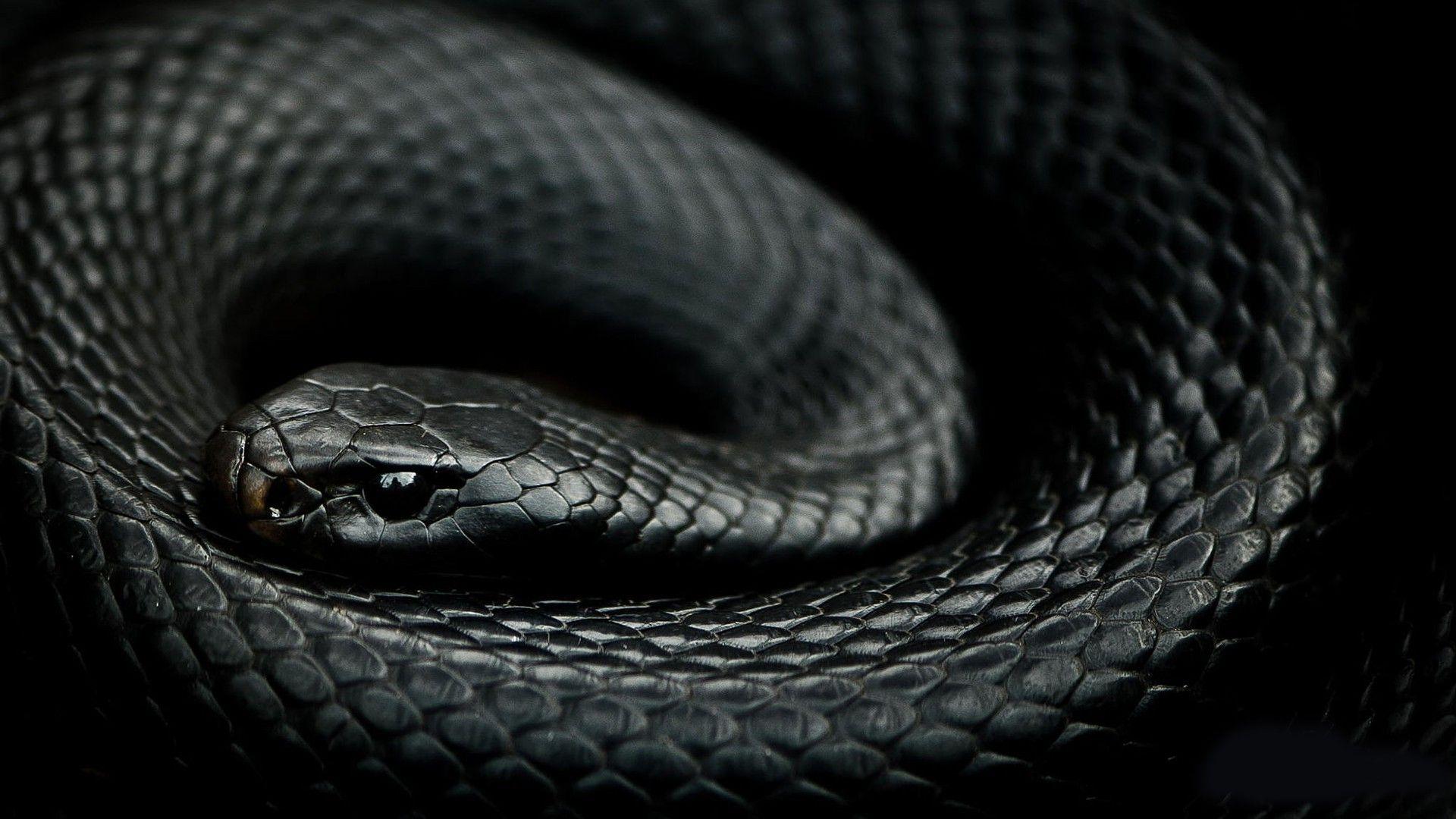 Dark Snake Wallpapers - Top Free Dark Snake Backgrounds - Wallpaperaccess