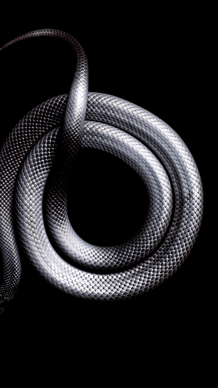 Black Snake Wallpapers - Top Free Black Snake Backgrounds - WallpaperAccess