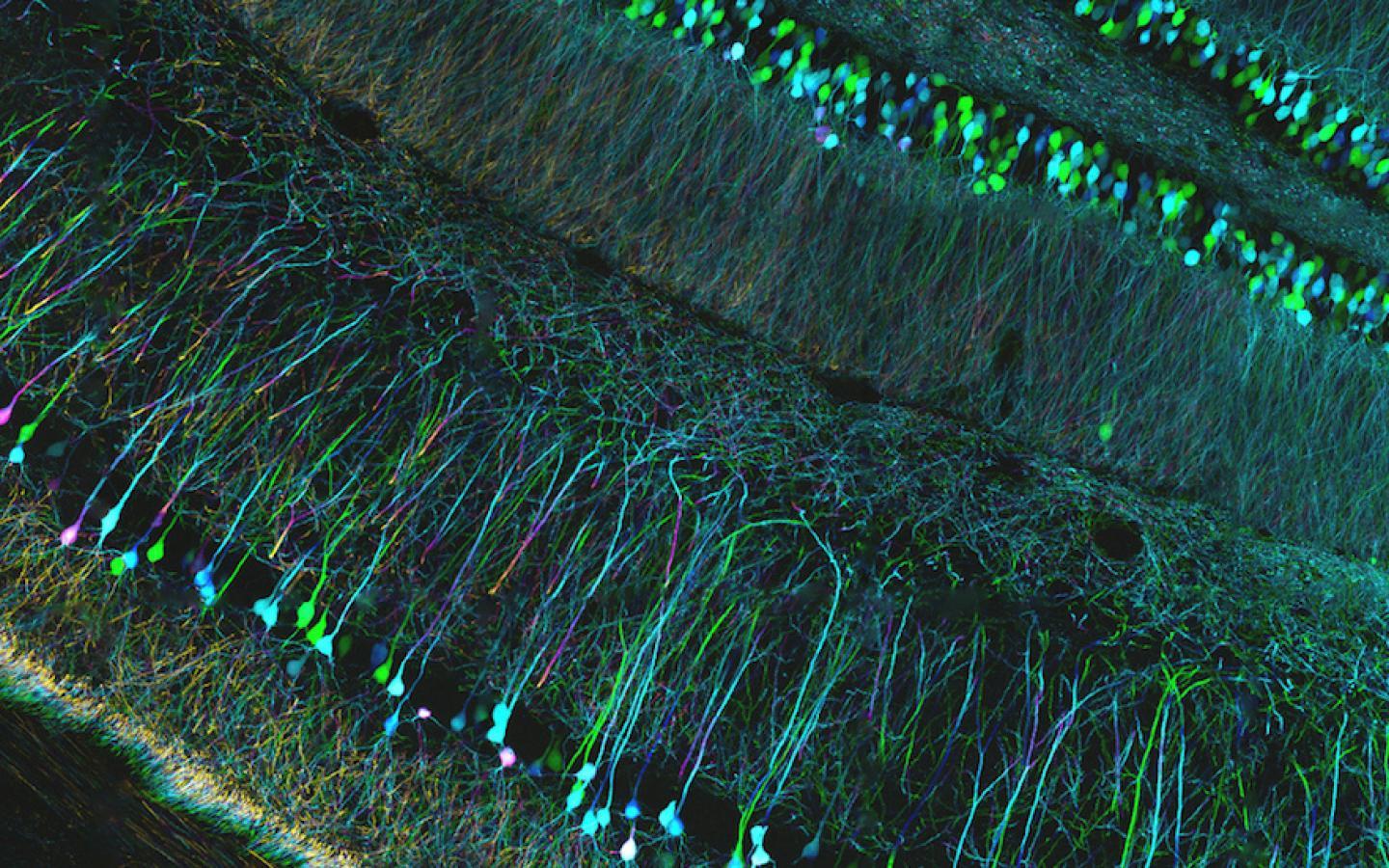 1440x900 Biology Desktop Background. Beautiful