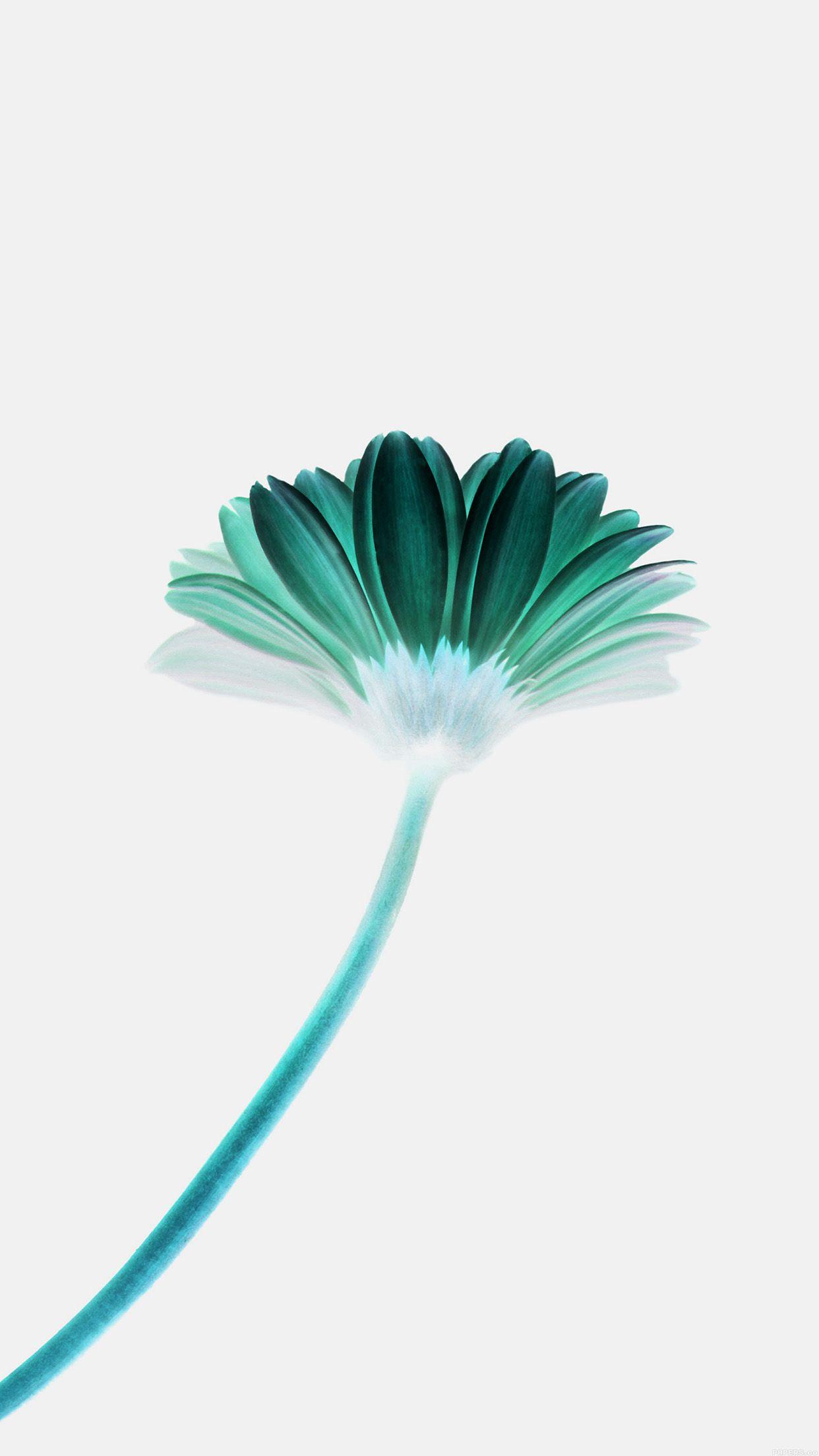 1242x2208 Lonely Flower White Green Simple Minimal Nature Wallpaper