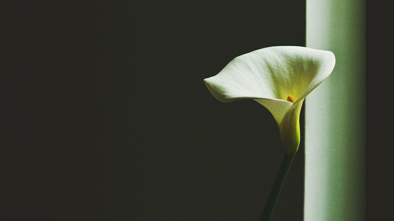 1366x768 Lily Flower Minimal Simple Green Nature