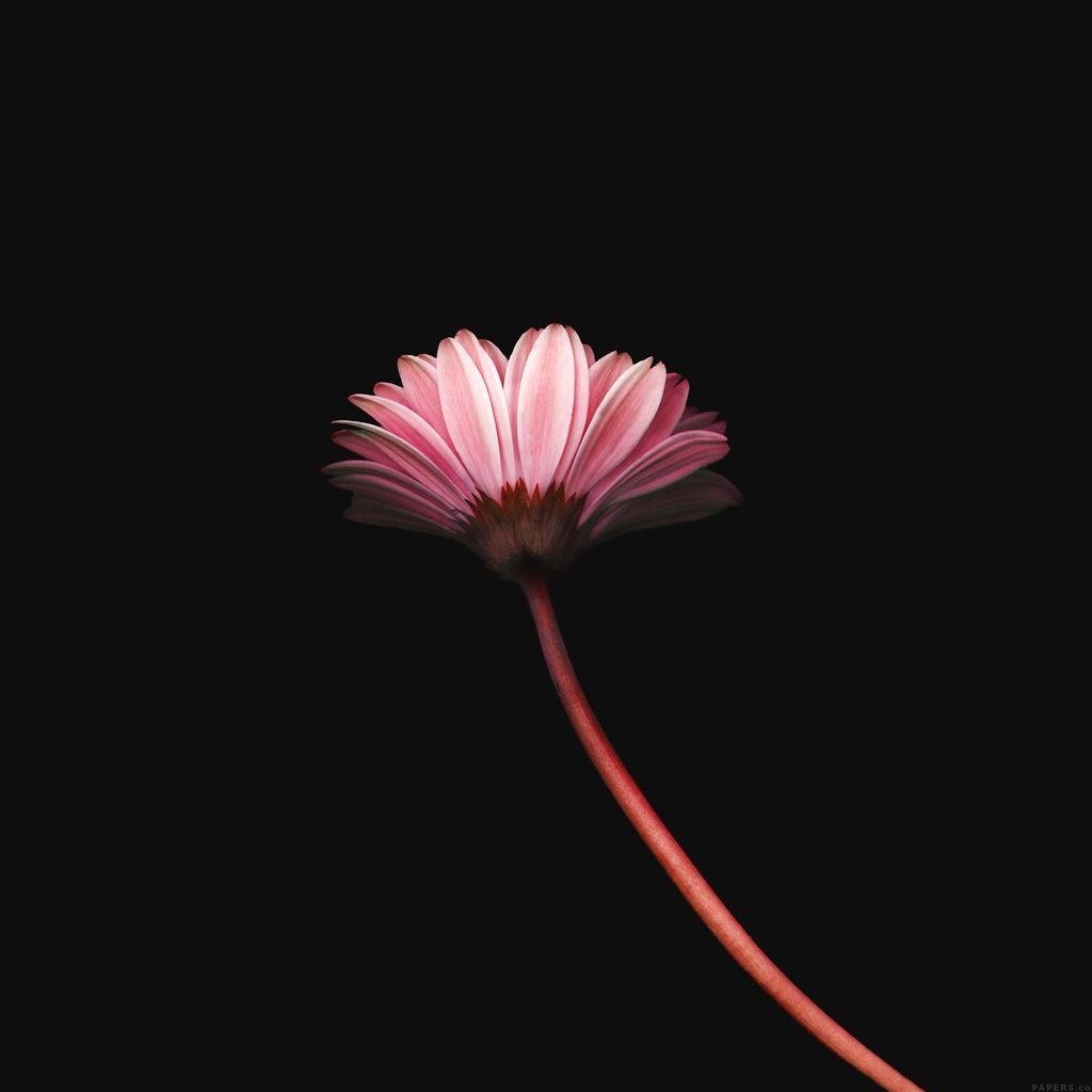 1024x1024 Lonely Flower Dark Red Simple Minimal Nature iPad Air