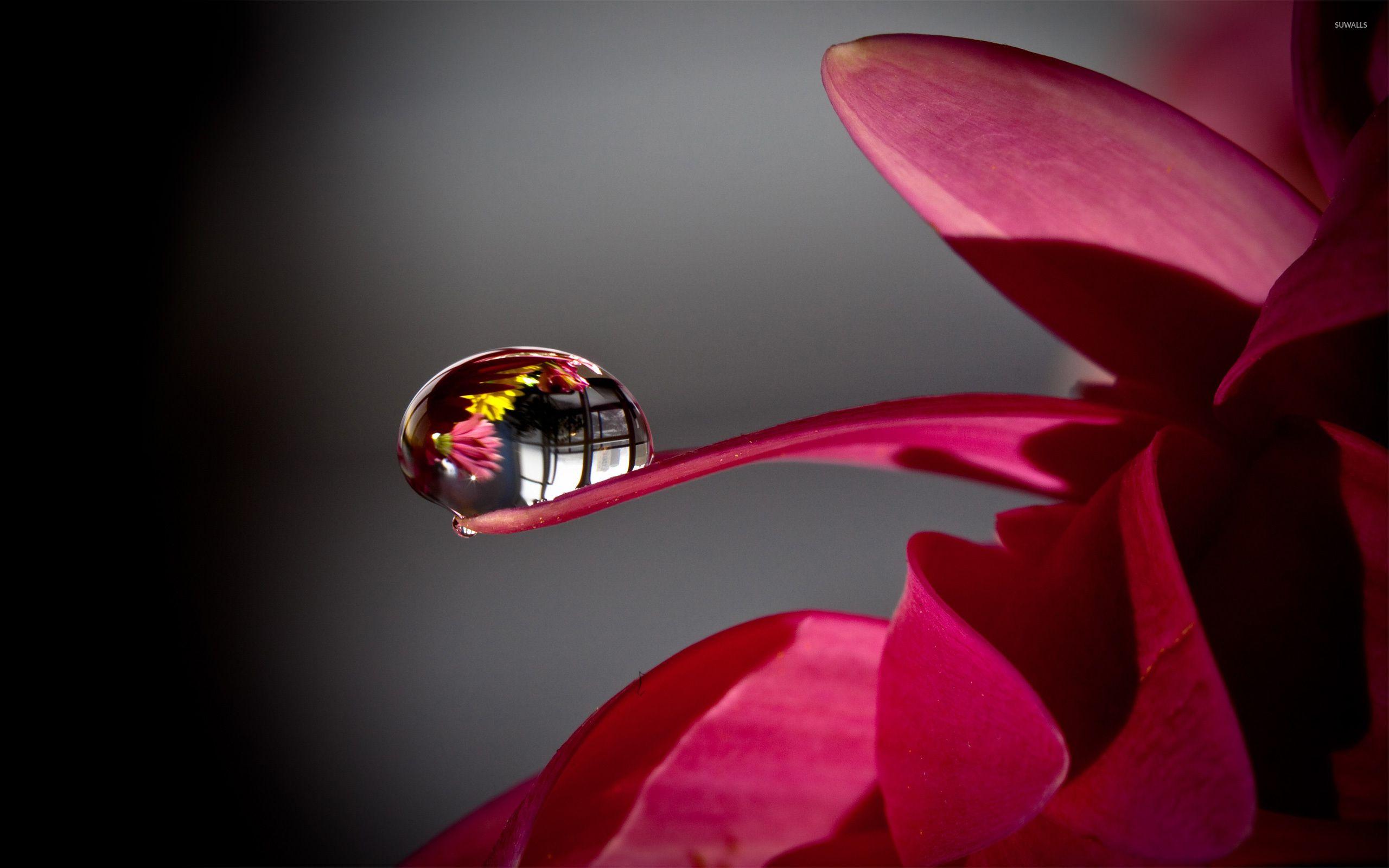 2560x1600 Water drop on a flower wallpaper wallpaper