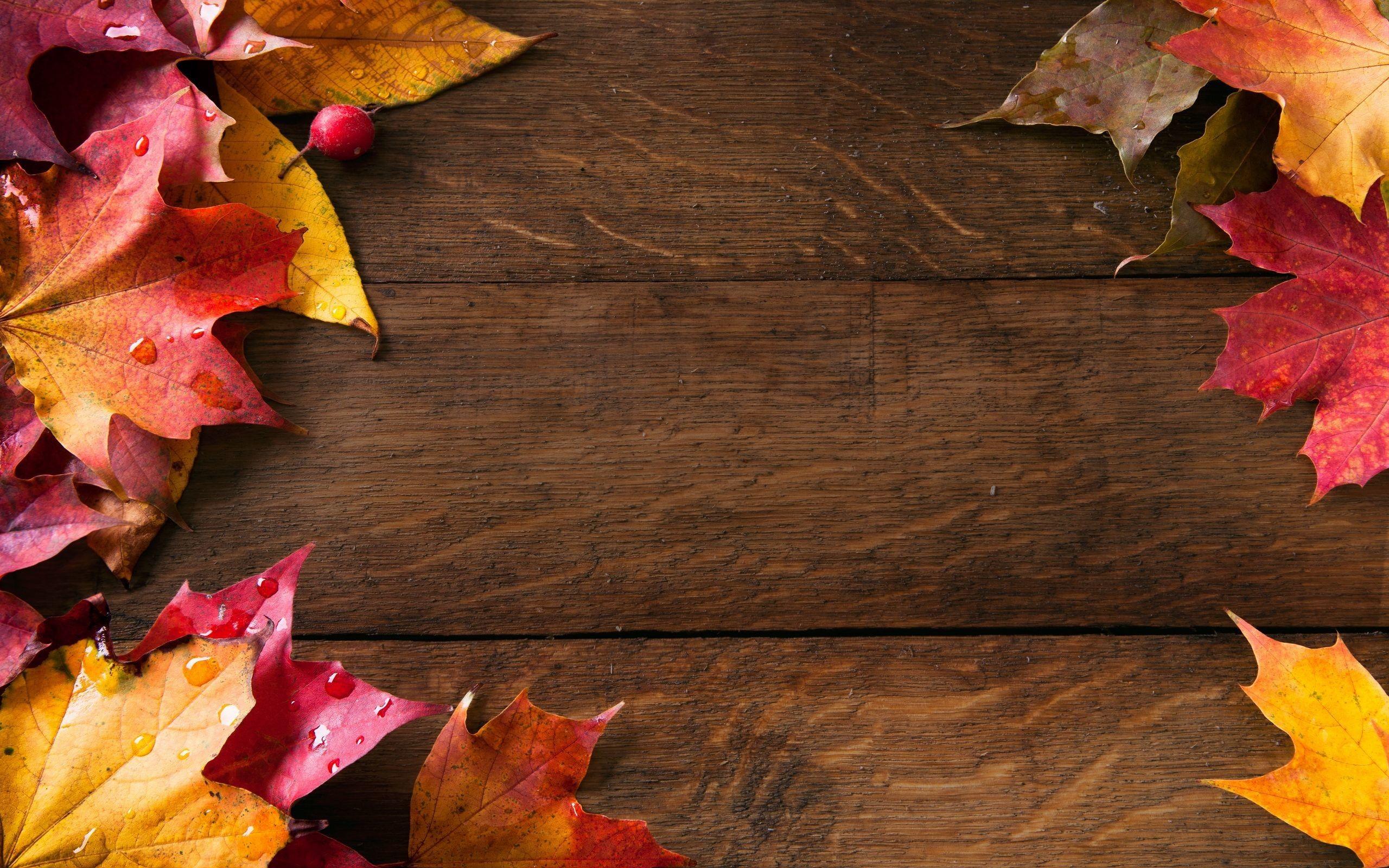 2560x1600 Autumn Background