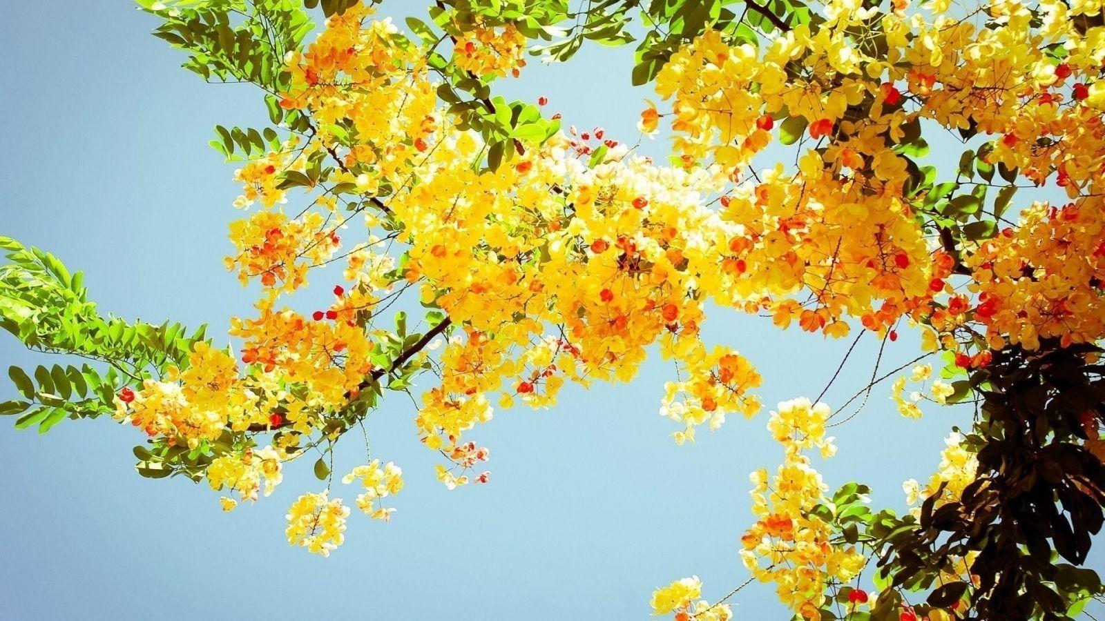 1600x900 Free download Yellow Aesthetic Computer Wallpaper Top Yellow