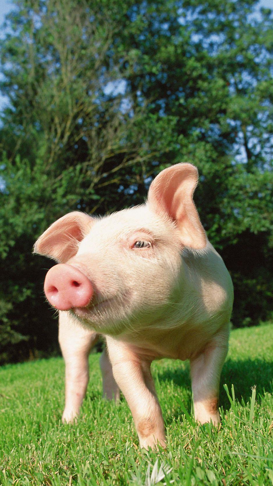 938x1668 Download Wallpaper 938x1668 Pig, Grass, Lawn Iphone 8 7 6s 6