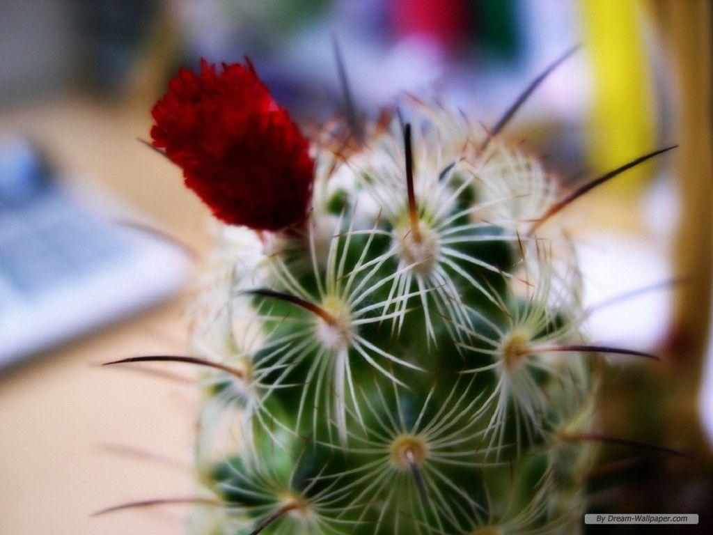 1024x768 Free Wallpaper Flower wallpaper Flower wallpaper