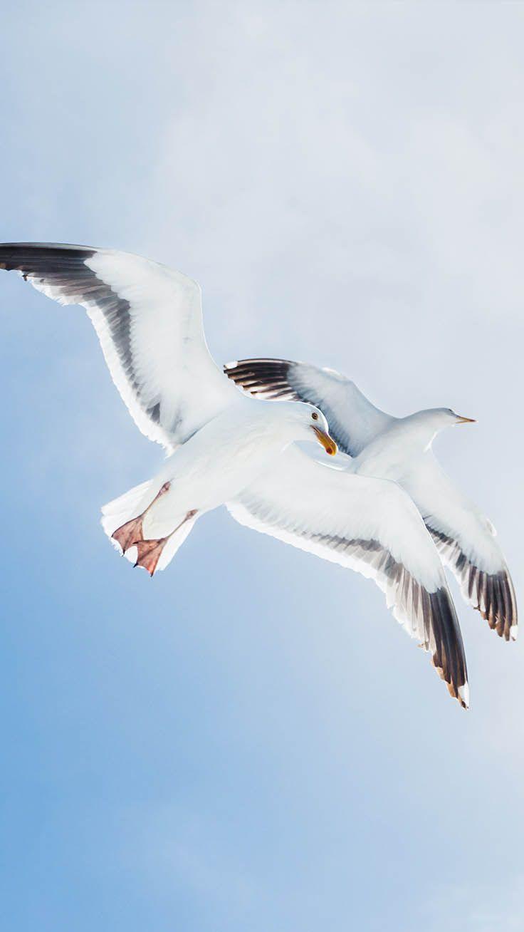 736x1308 Like A Bird iPhone Wallpaper Collection