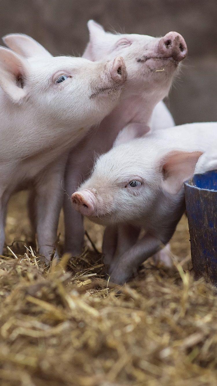 750x1334 Three Little Pigs 750x1334 IPhone 8 7 6 6S Wallpaper, Background