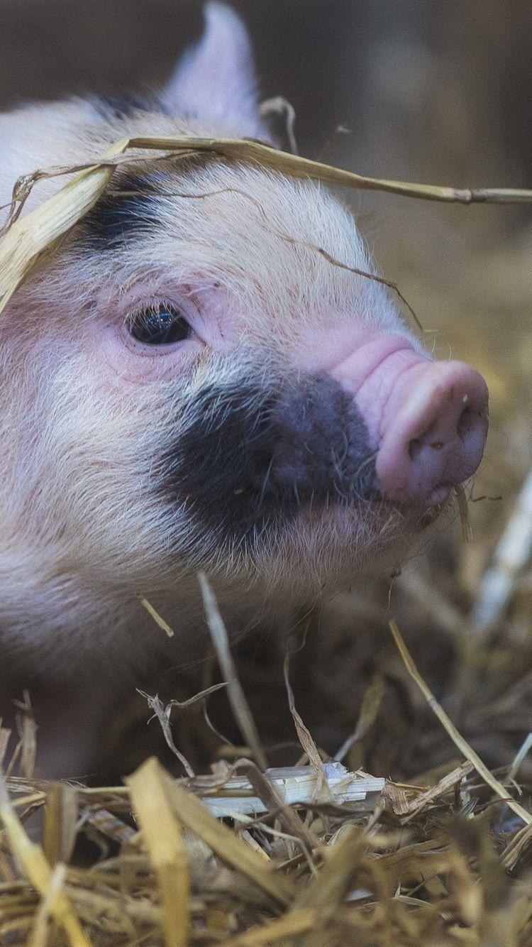 750x1334 Cute Pet Pig 750x1334 IPhone 8 7 6 6S Wallpaper, Background
