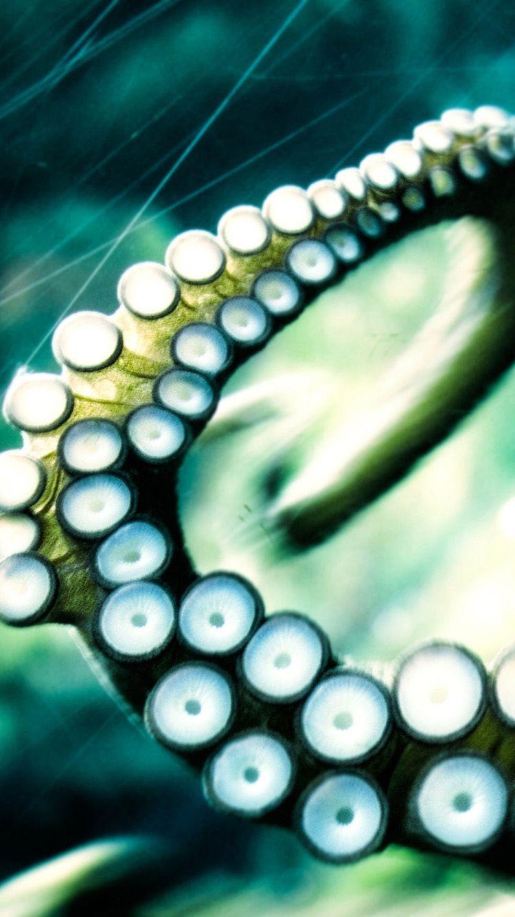 750x1334 ↑↑TAP AND GET THE FREE APP! Nature Green Animals Macro Octopus