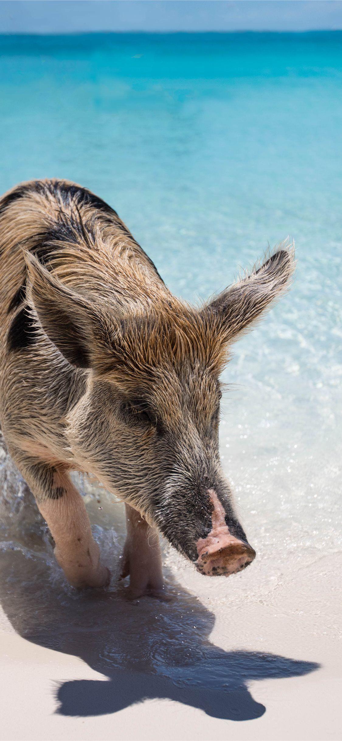 1125x2436 Best pig iPhone X Wallpaper HD