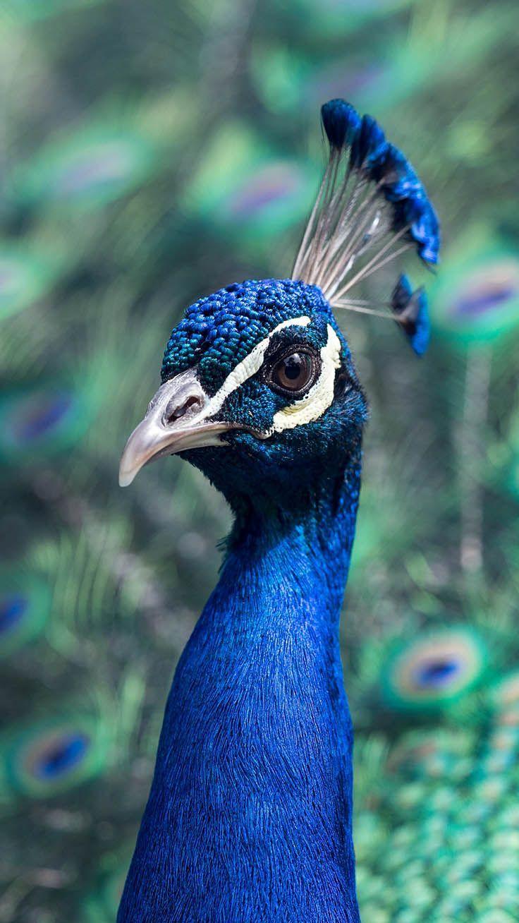 736x1308 Like A Bird iPhone Wallpaper Collection. Bird wallpaper, Animals