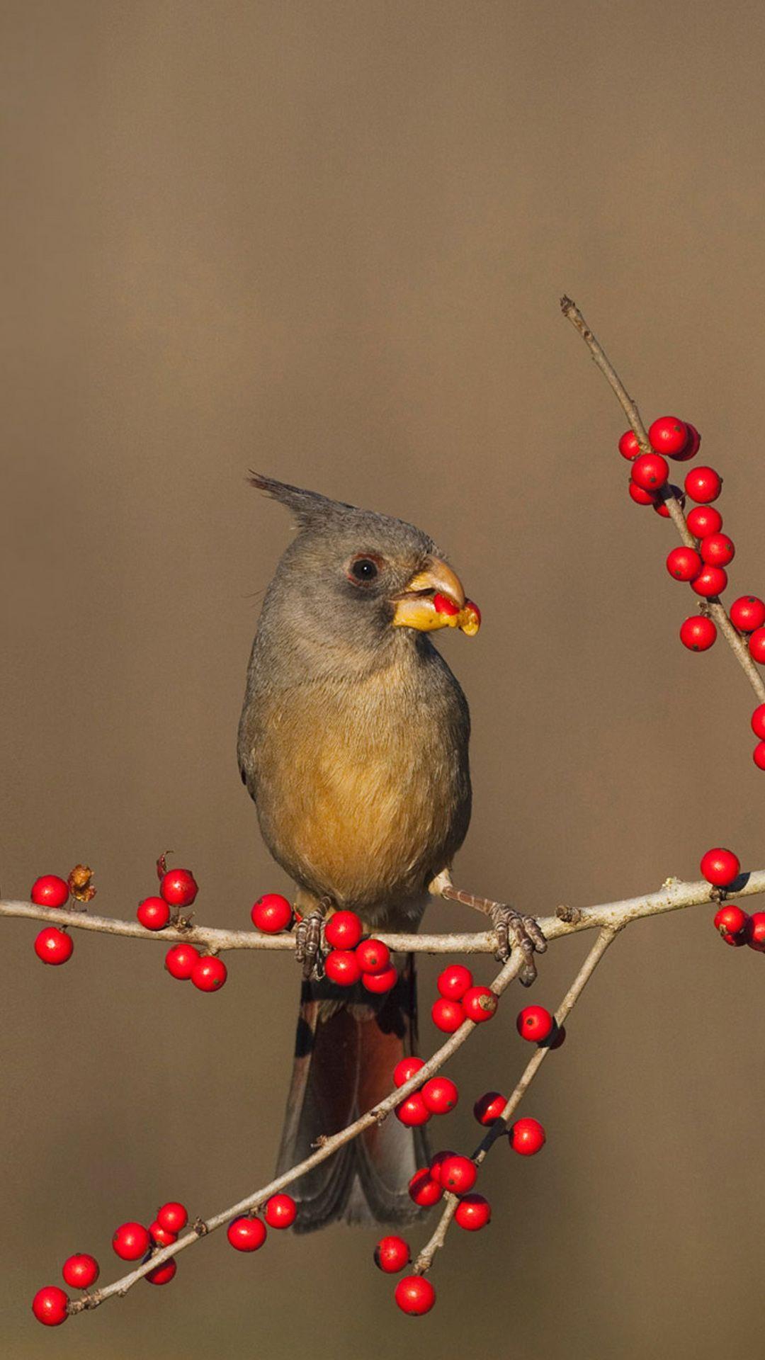 1080x1920 Free Foraging Birds Android wallpaper HD wallpaper