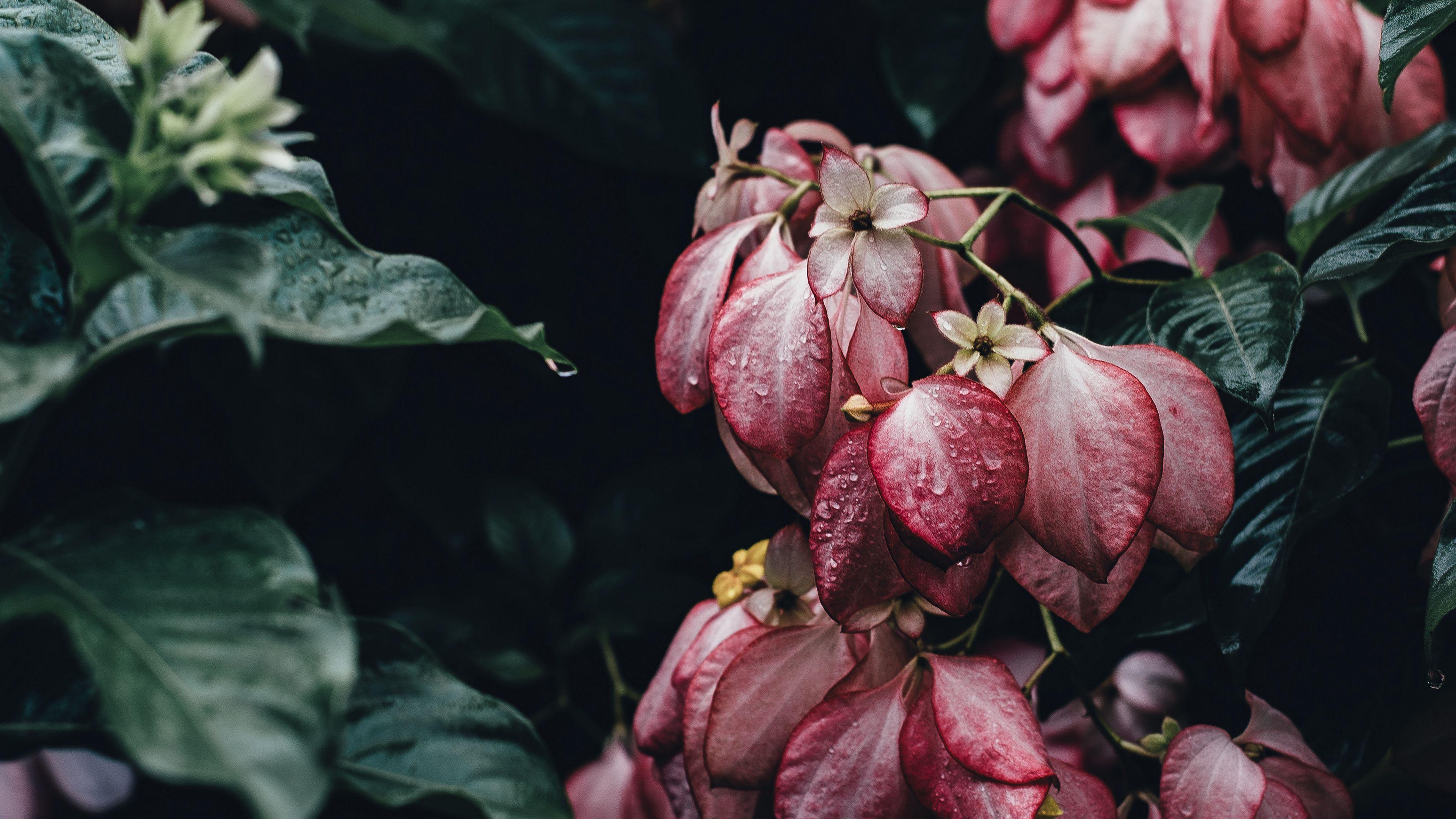 4K Elegant Wallpapers Top Free 4K Elegant Backgrounds WallpaperAccess