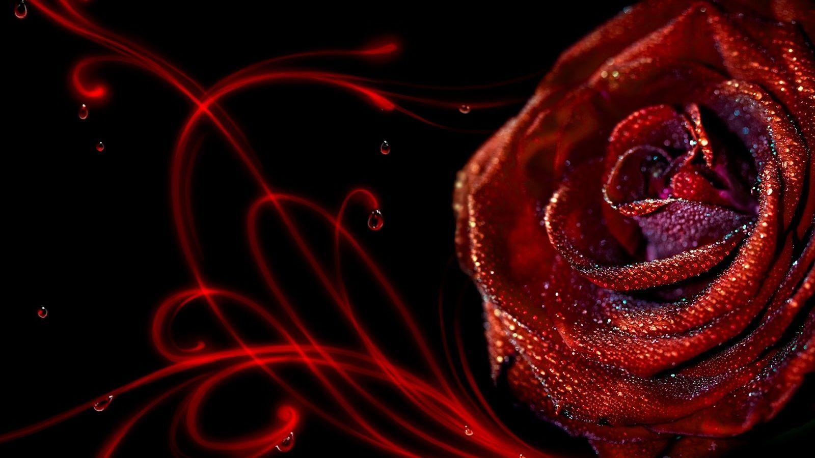 1600x900 Free download Elegant Red Roses Wallpaper HD wallpaper Elegant Red