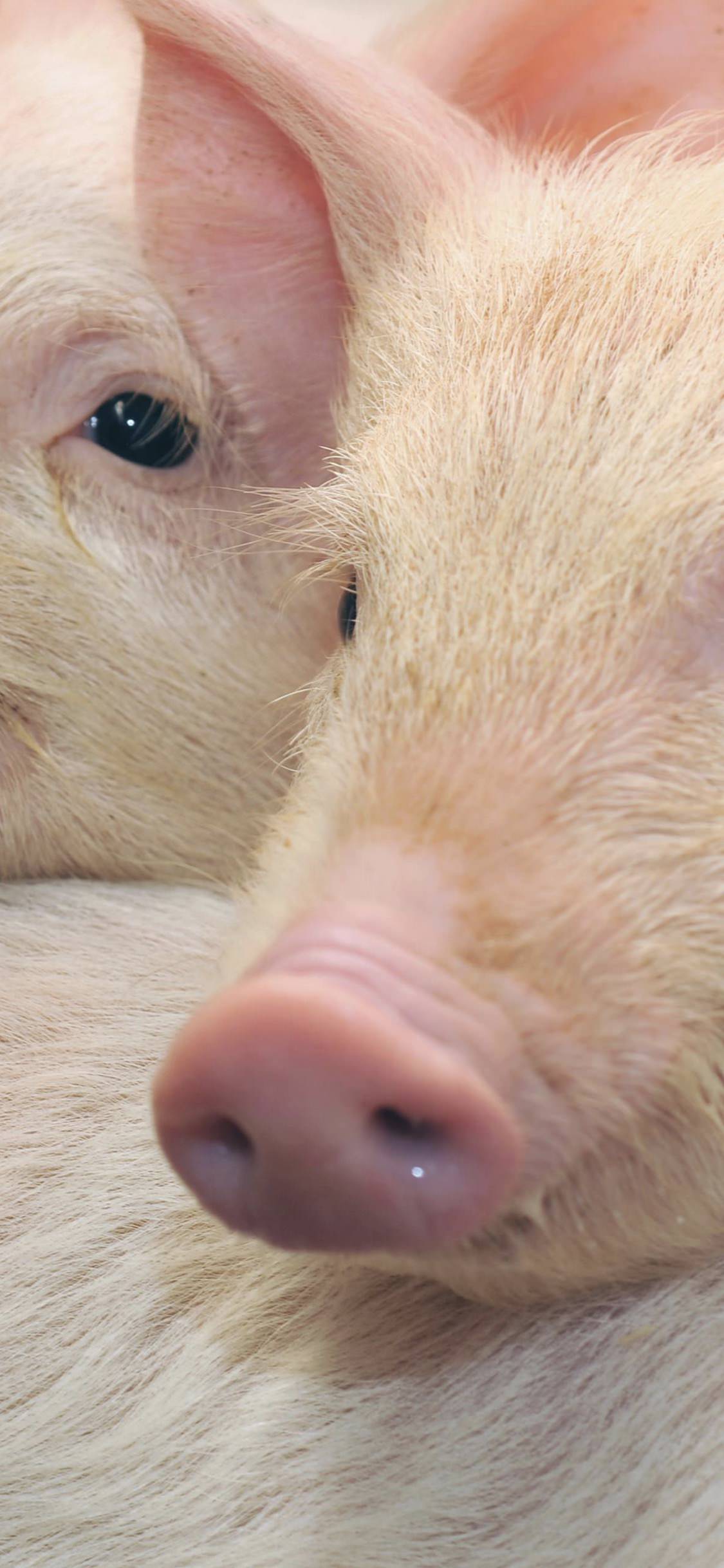 1125x2436 Wallpaper Of Pig