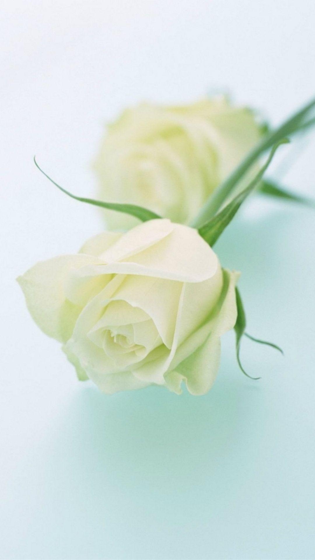 1080x1920 Pure Elegant White Rose Plant Branch iPhone 8 Wallpaper Free Download