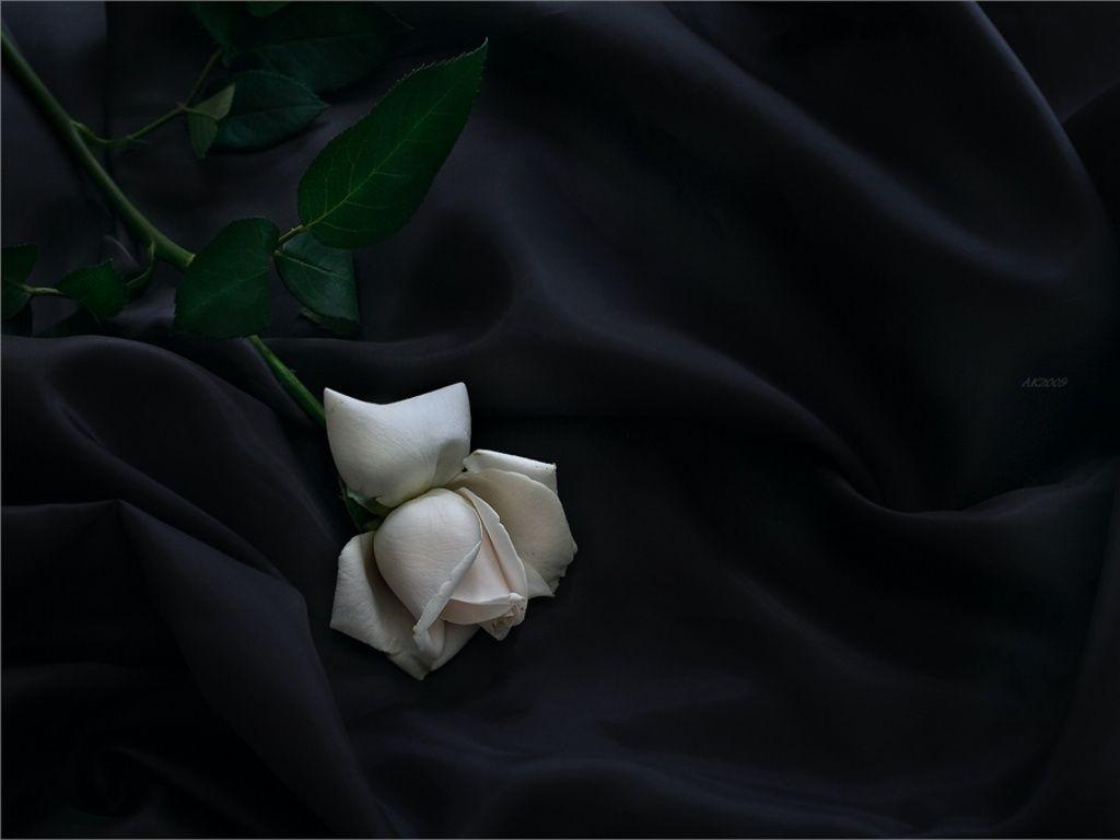 1024x768 HD Wallpaper of Elegant Rose Wallpaper Yvt, Desktop Wallpaper