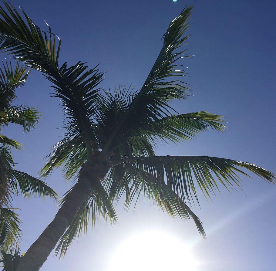 910x893 HD wallpaper: united states, saint petersburg, palm tree, florida