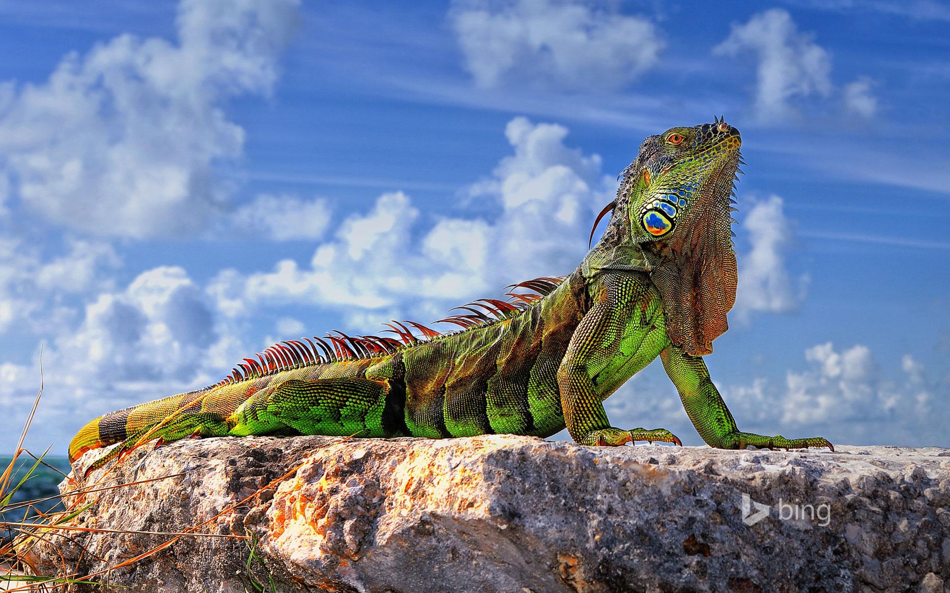 1920x1200 Florida Keys Wallpaper (1920x 0.59 Mb)