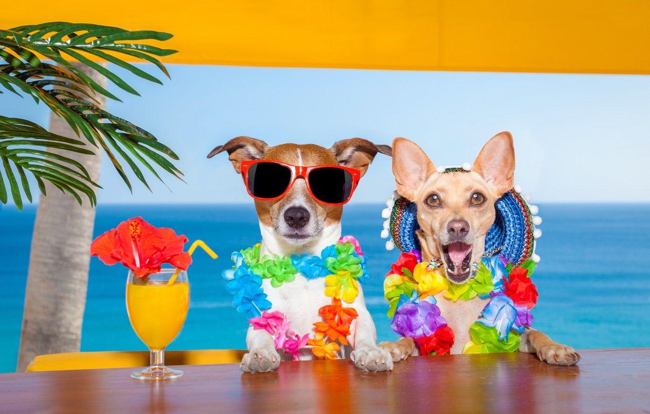 Summer Dog Wallpapers - Top Free Summer Dog Backgrounds - WallpaperAccess