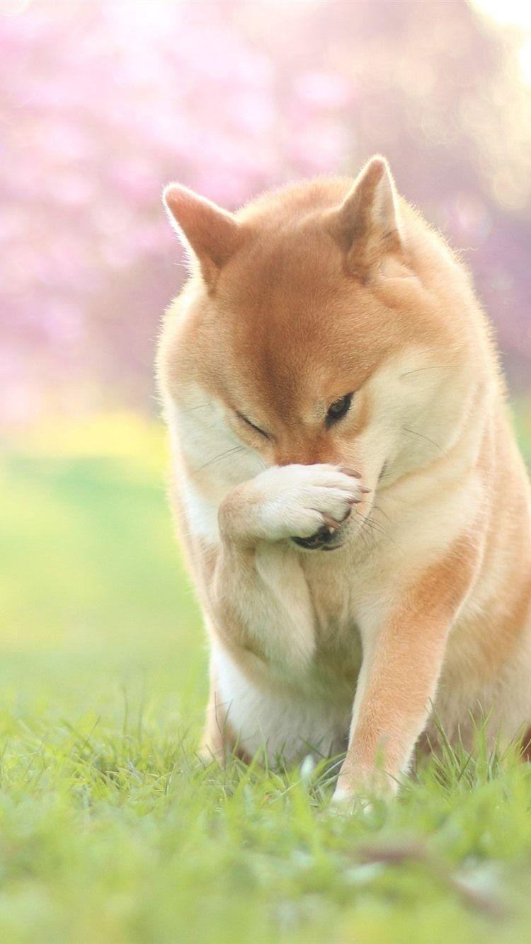 750x1334 iPhone Wallpaper Dog, Paw, Pose, Grass Inu
