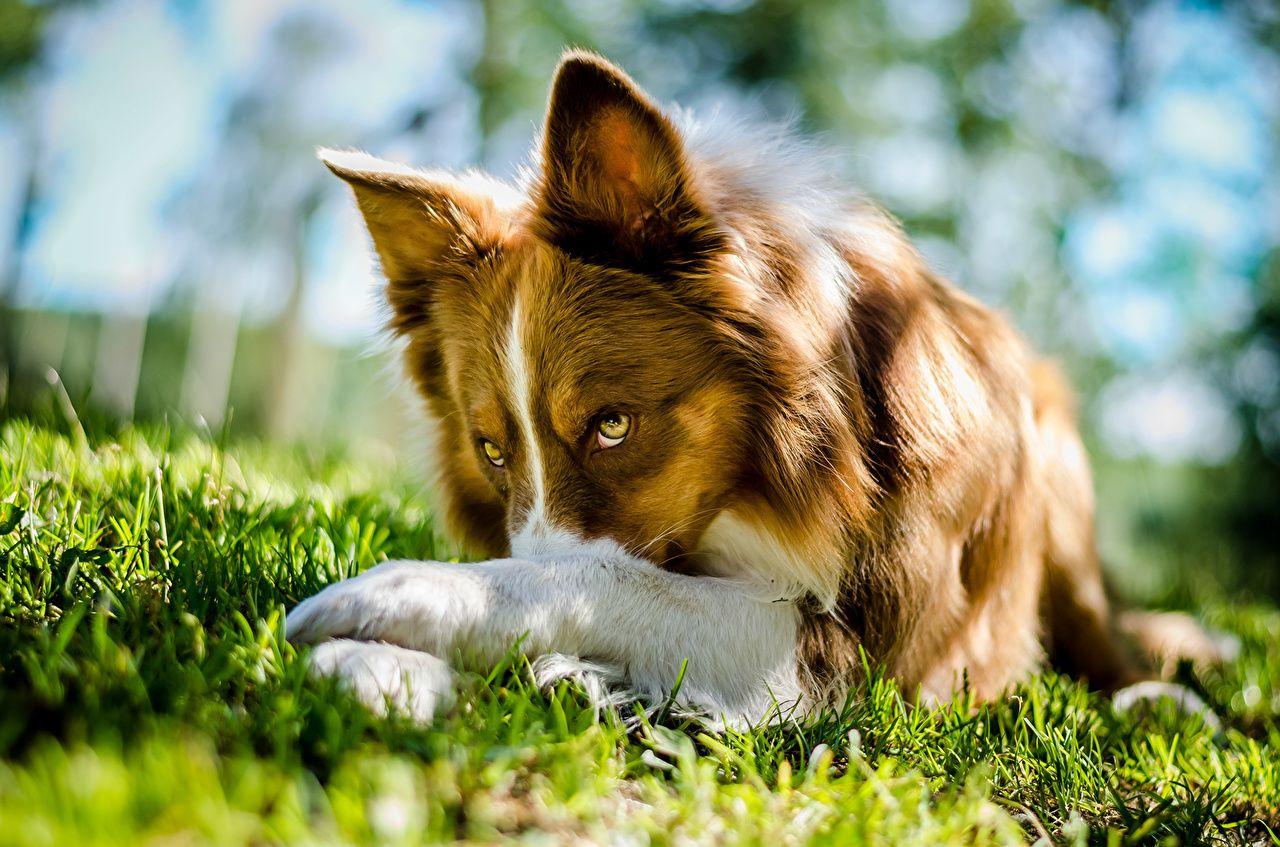 1280x847 Picture Border Collie Dogs Summer Ginger color Grass Glance Animals