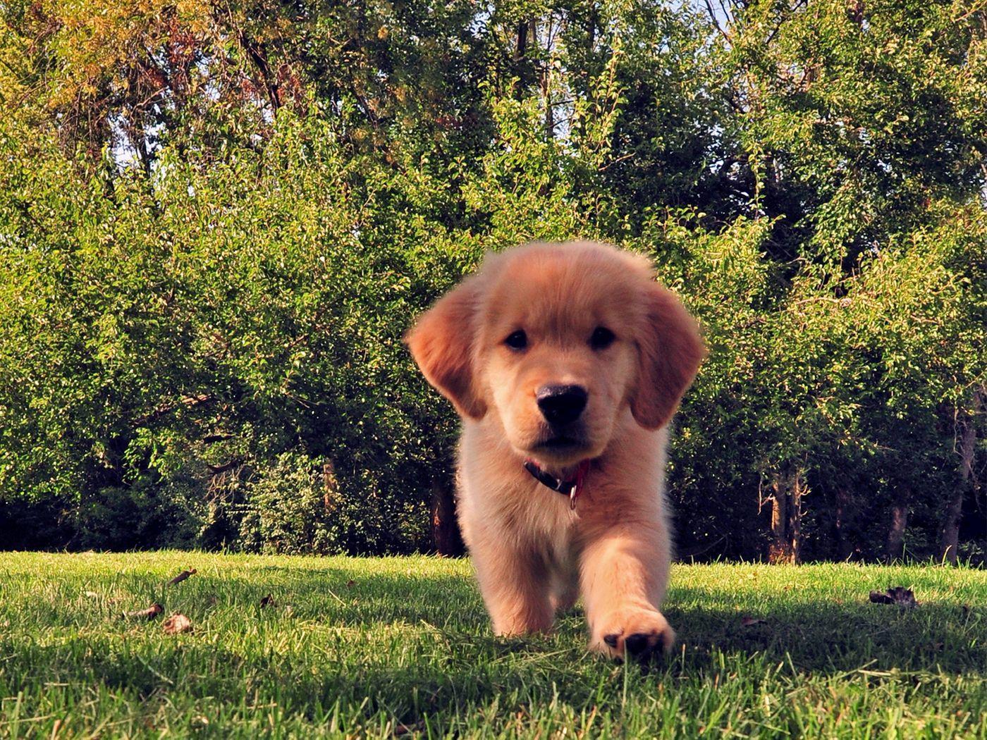 1400x1050 Download wallpaper 1400x1050 funny, summer, dog, puppy, grass