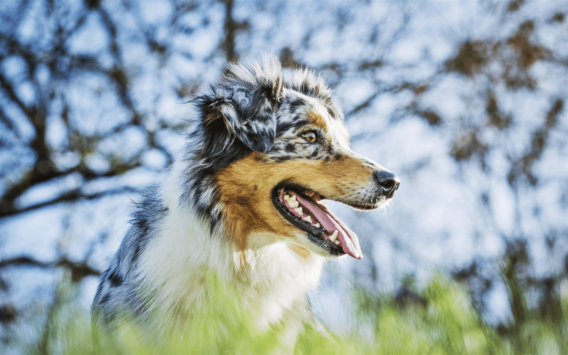 1920x1200 Download Wallpaper Aussie, Bokeh, Close Up, Australian Shepherd