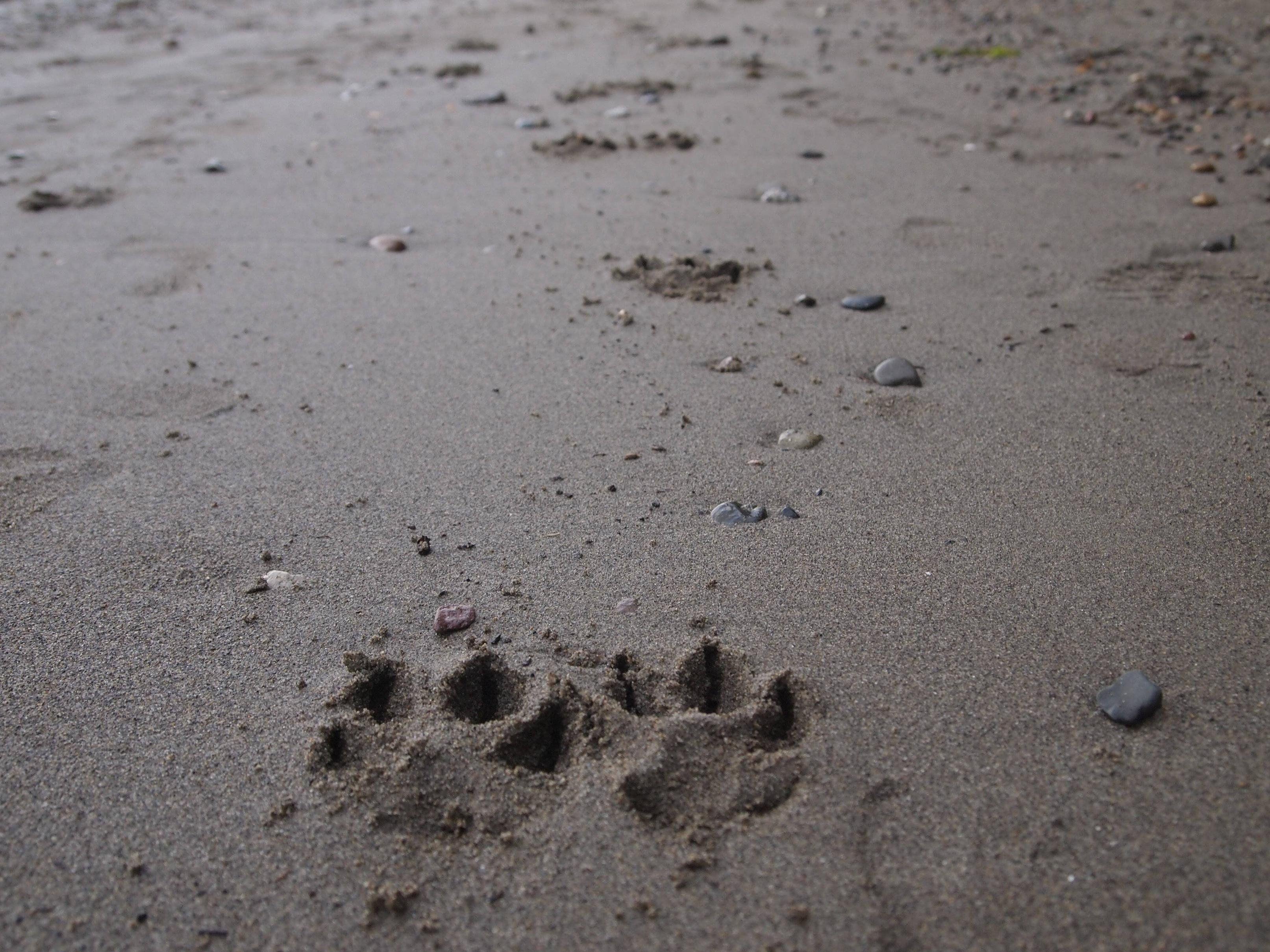 3226x2419 Dog Paw Prints in the Pacific Northwest HD wallpaper