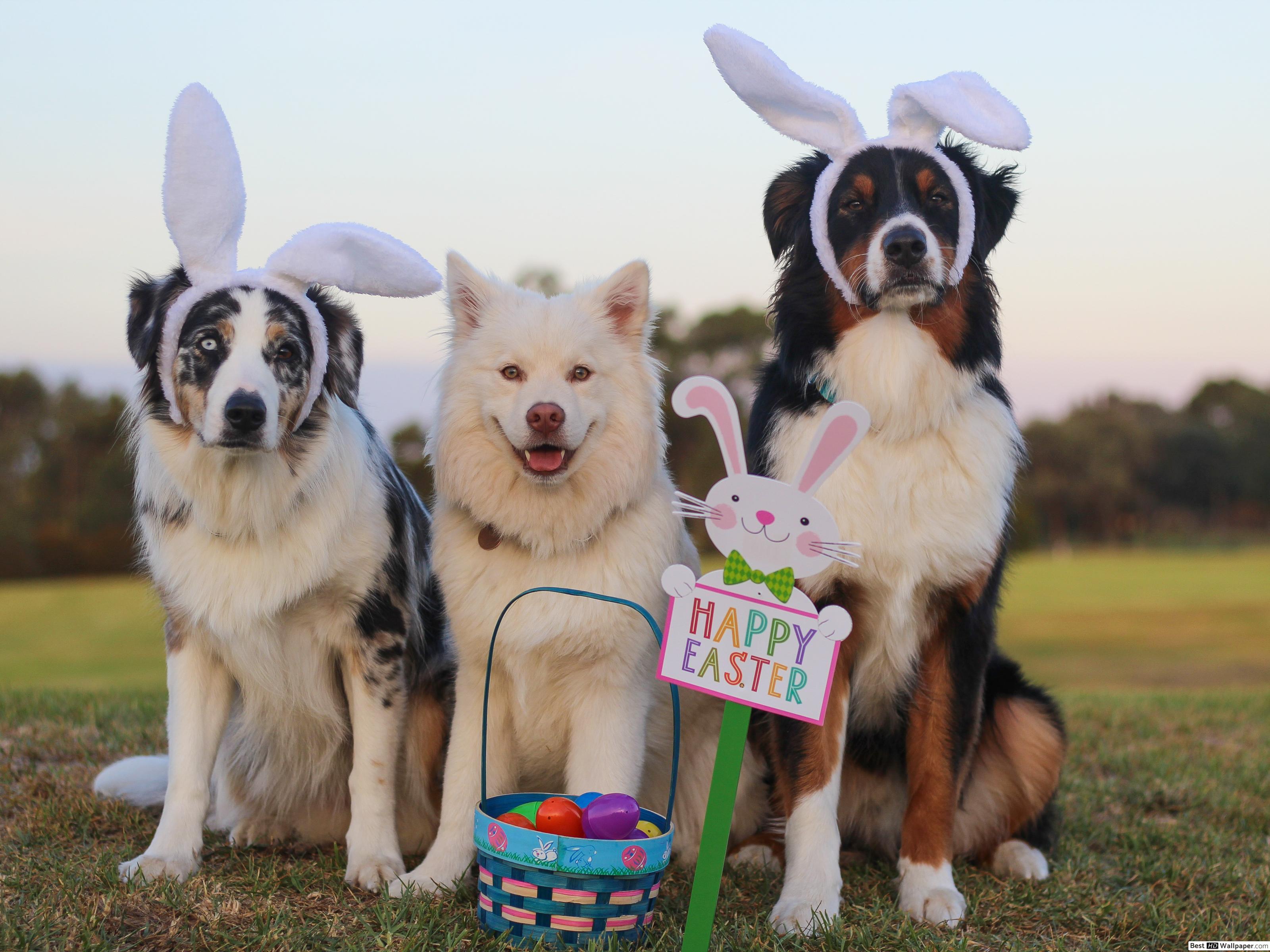 3200x2400 Pet dogs with bunny ears Easter egg hunt HD wallpaper download