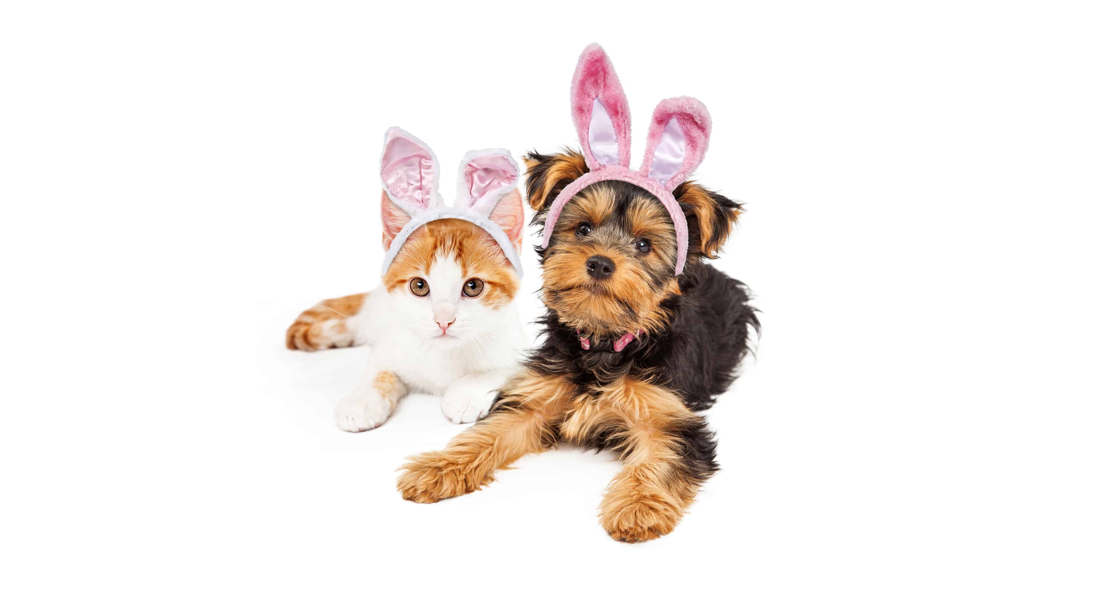 3840x2160 Dog And Cat With Easter Bunny Ears UHD 4K Wallpaper