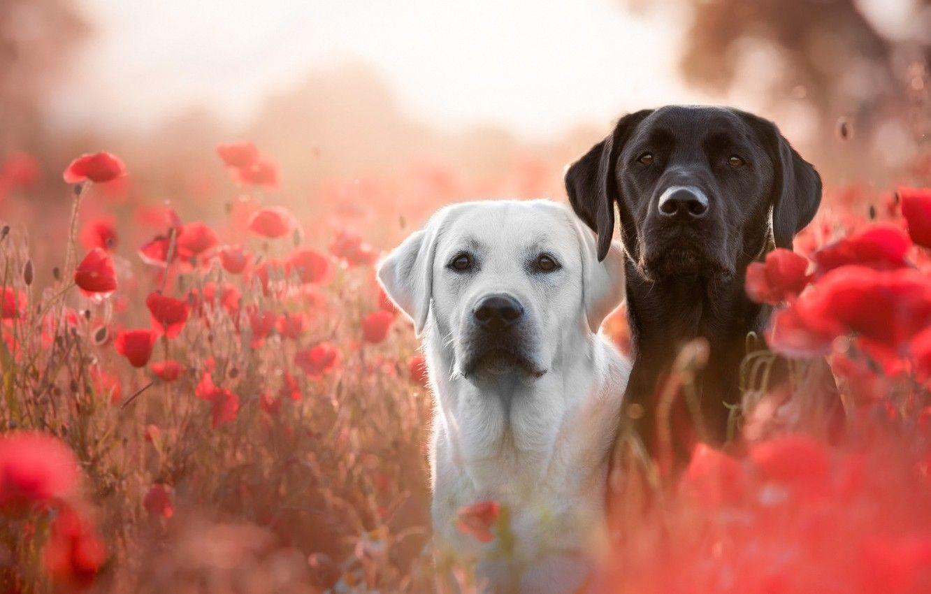 1332x850 Wallpaper field, dogs, white, summer, look, flowers, mood, glade