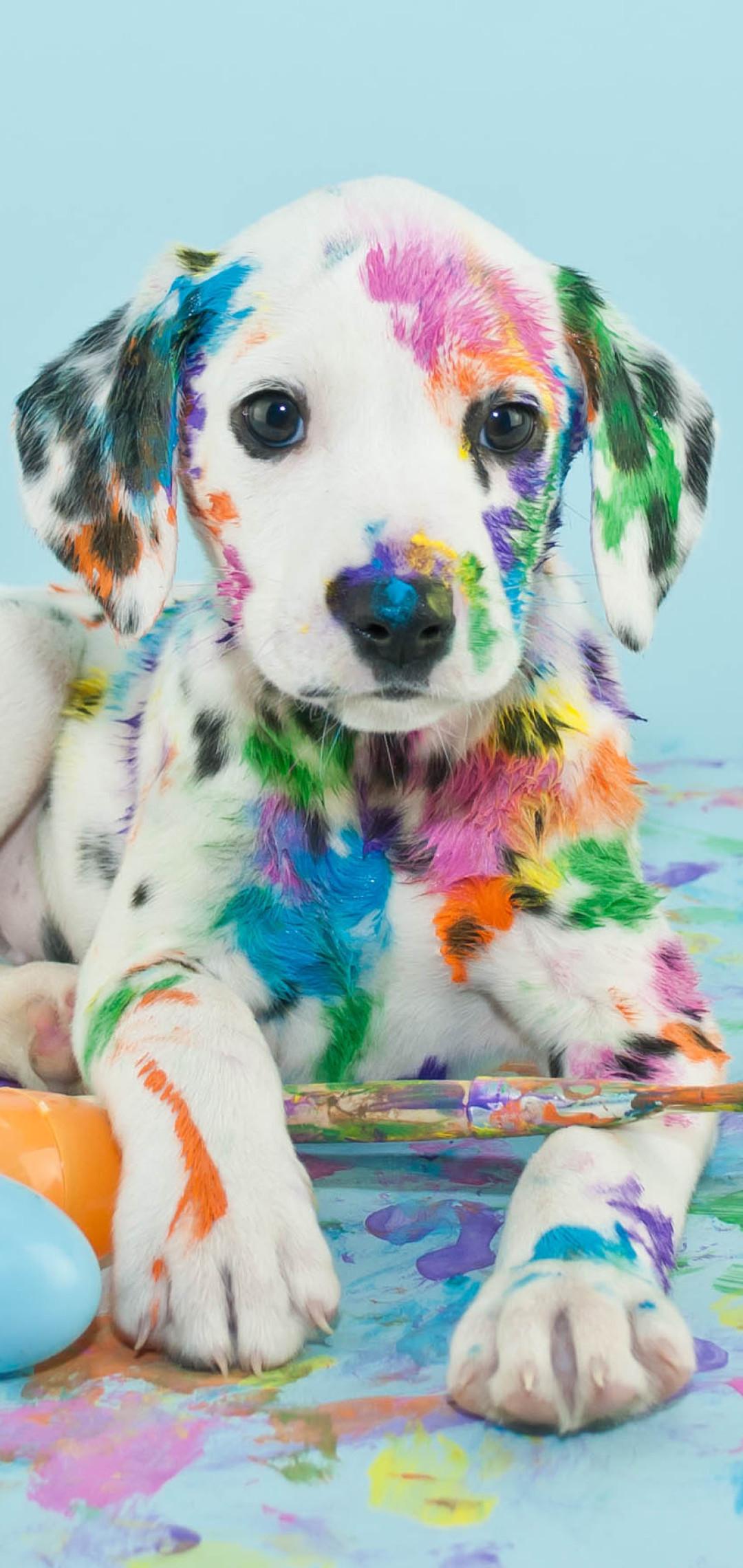 1080x2280 Dog iPhone Wallpaper: Free HD Background For iPhone
