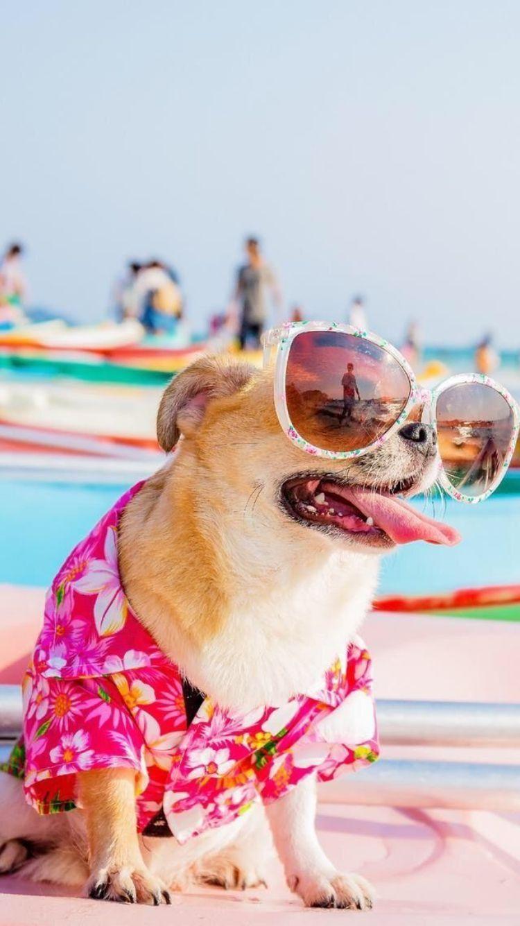 Summer Dog Wallpapers - Top Free Summer Dog Backgrounds - WallpaperAccess