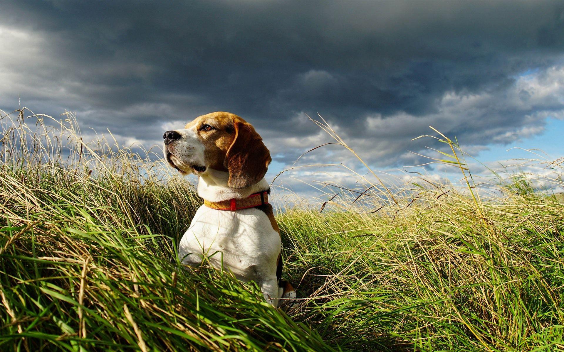 Summer Dog Wallpapers - Top Free Summer Dog Backgrounds - WallpaperAccess