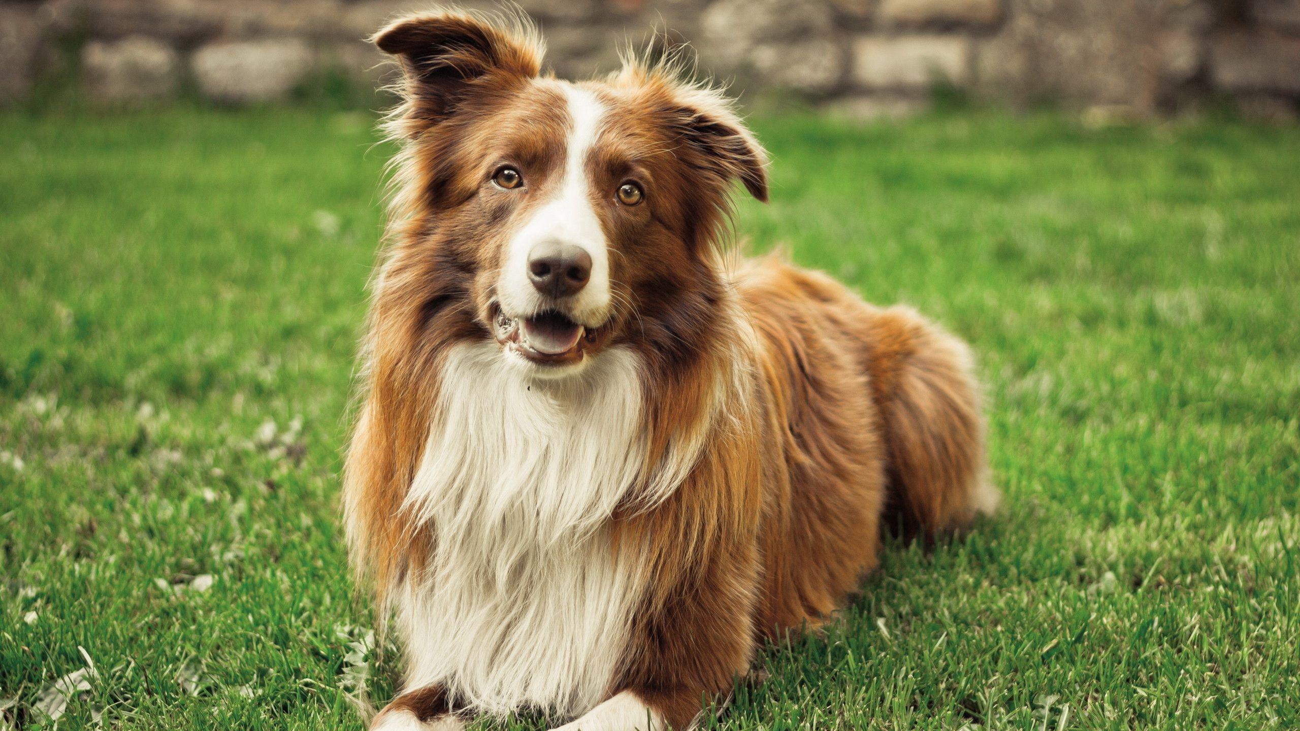 2560x1440 Download wallpaper 2560x1440 grass, summer, dog widescreen 16:9 HD