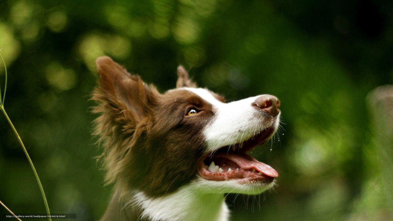1600x900 Summer Puppy Wallpaper Desktop. Dog wallpaper