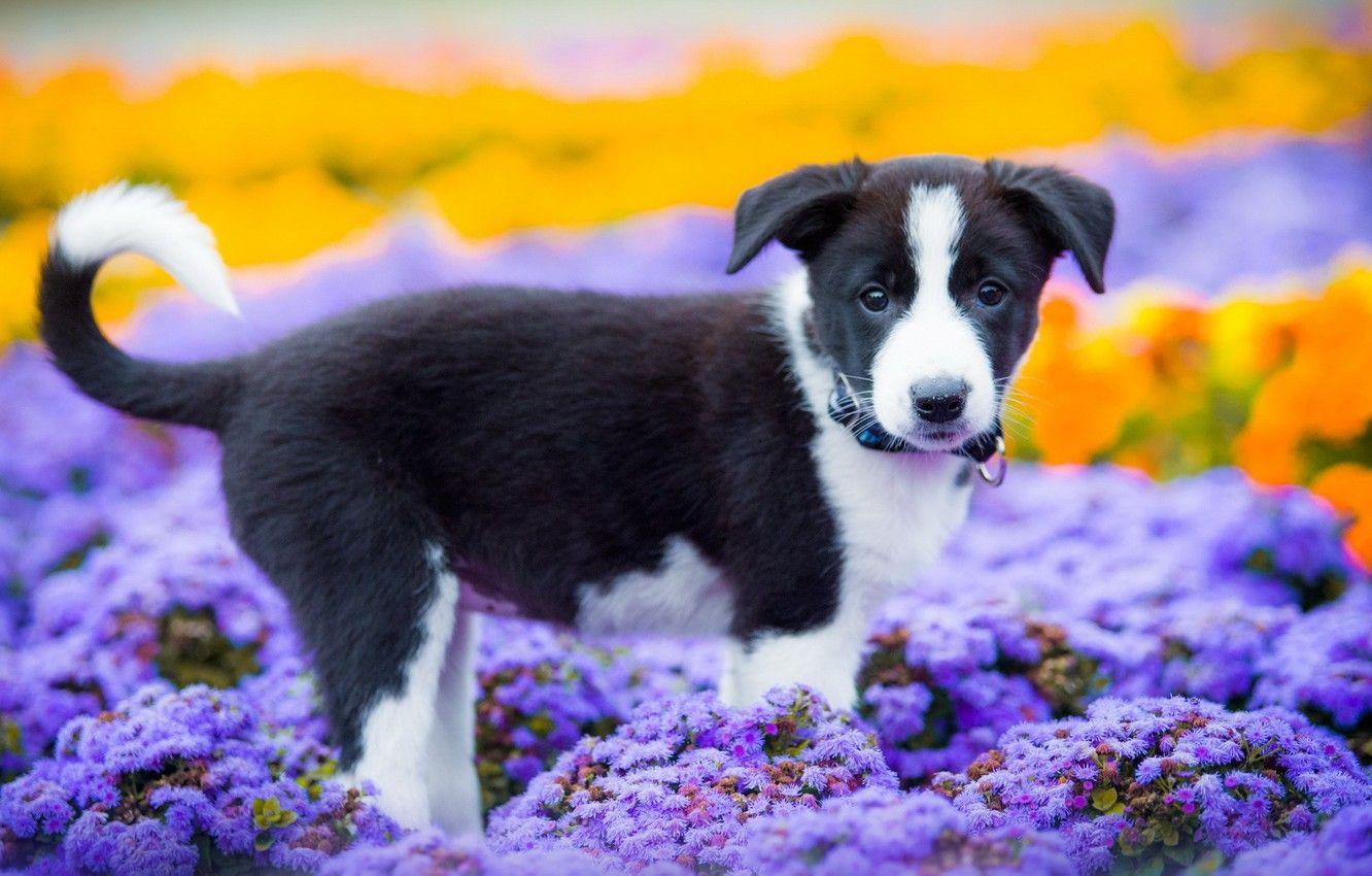 Cute Summer Puppy Wallpapers - Top Free Cute Summer Puppy Backgrounds -  WallpaperAccess