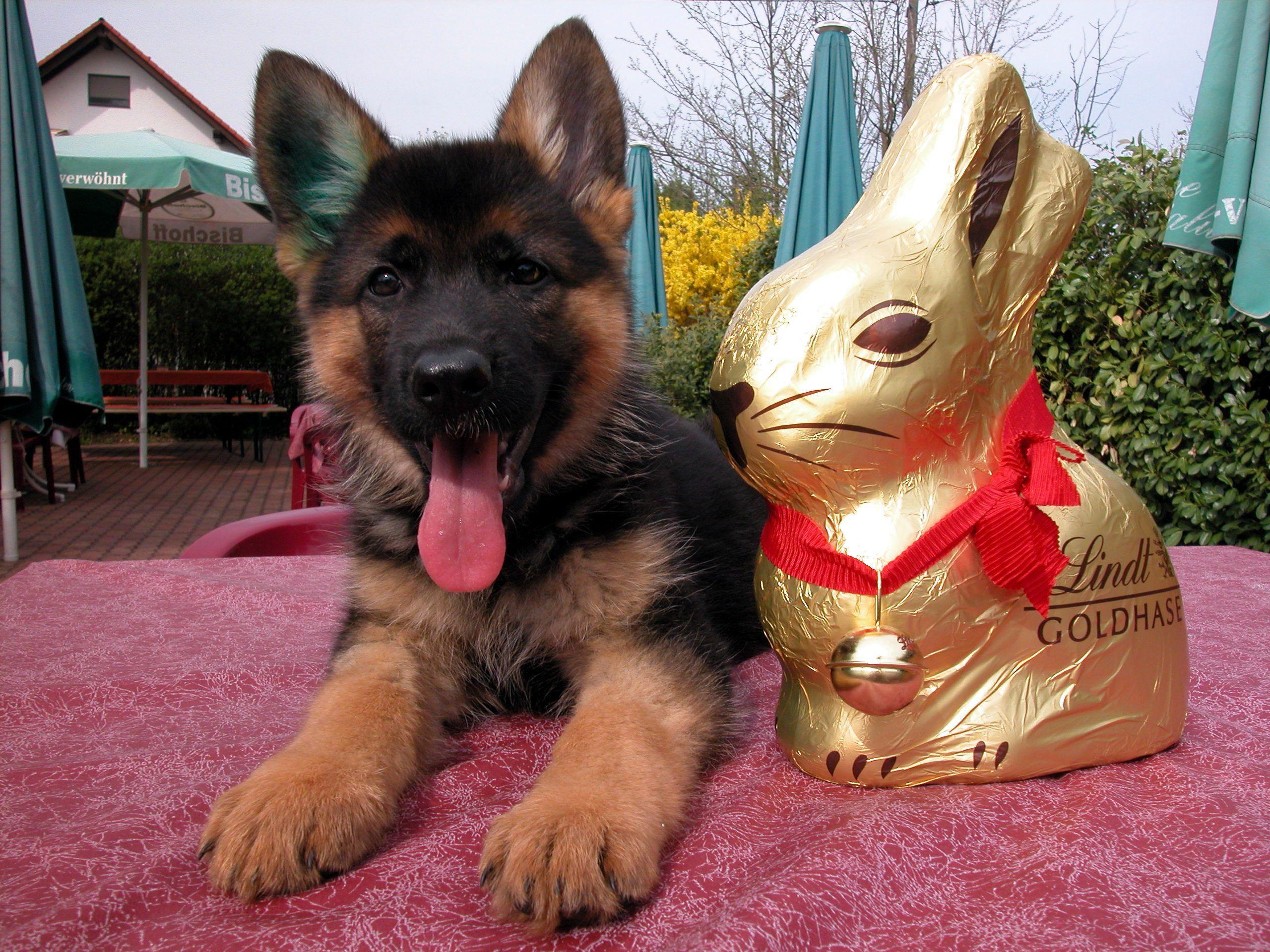 2560x1920 Nice HD Wallpaper's Collection (45) of Watchdog