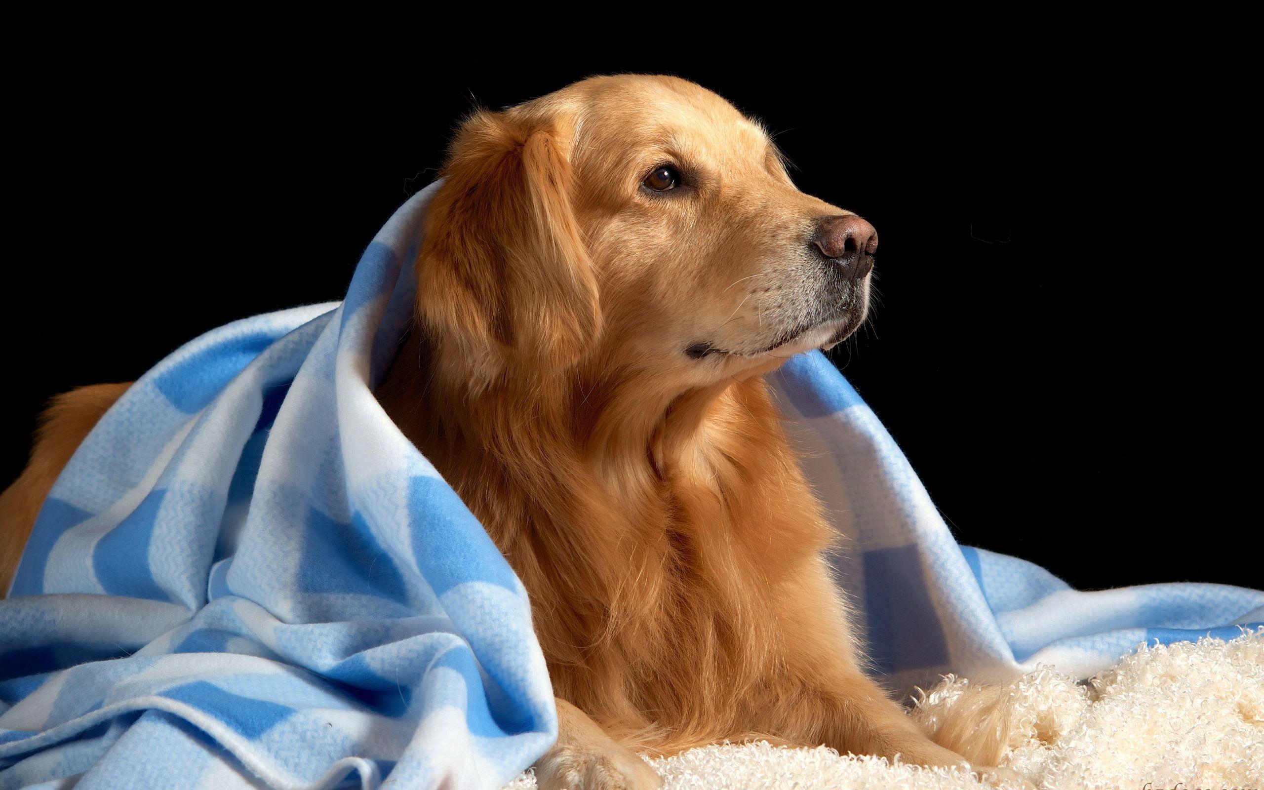 2560x1600 Golden Retriever HD Wallpaper and Background Image