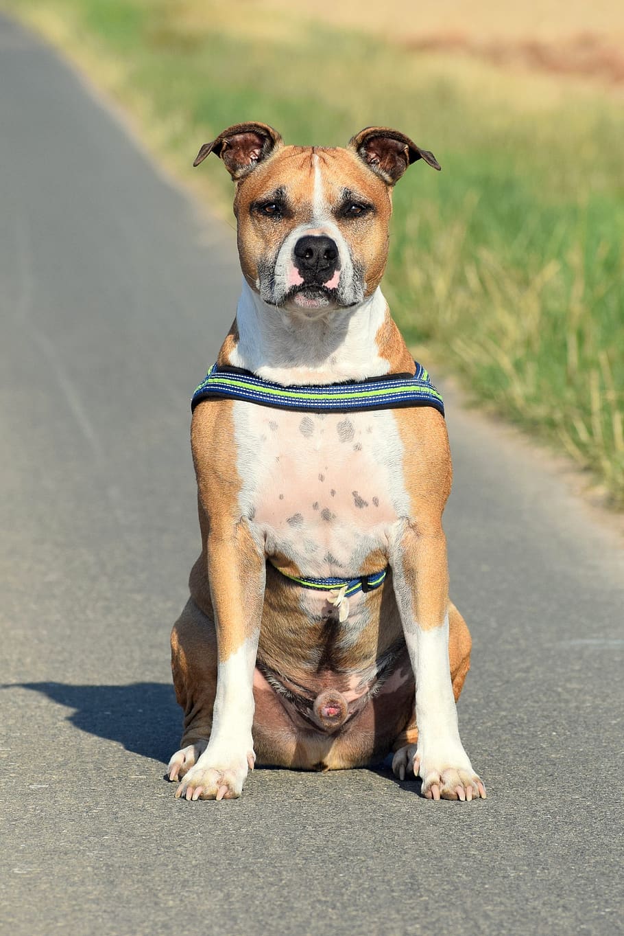 910x1363 HD wallpaper: american staffordshire terrier, amstaff, pitbull